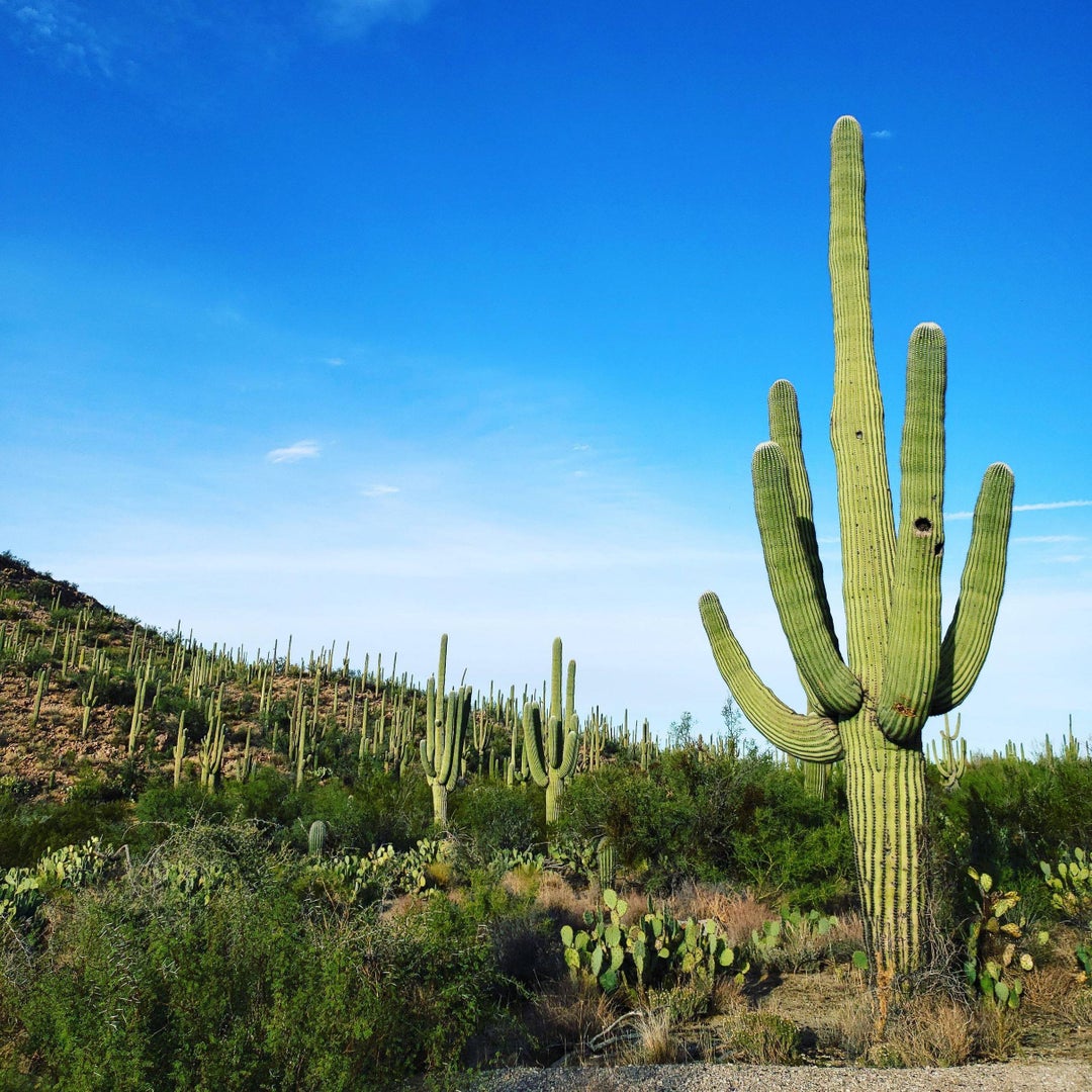 A Little Visit to Saguaro National Park