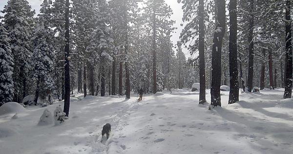 Couldnt hike with all the snow this Thanksgiving, had to break out the snowshoes Tahoe National Forest, California