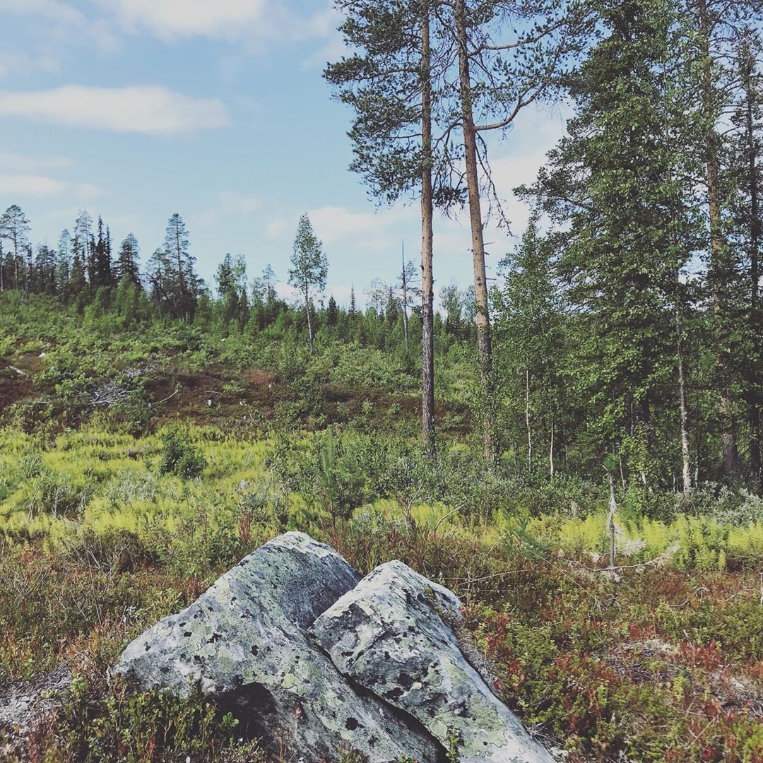 polarcircle polcirkeln sweden sverige forest wild wildlifephotography peace calm mindful …