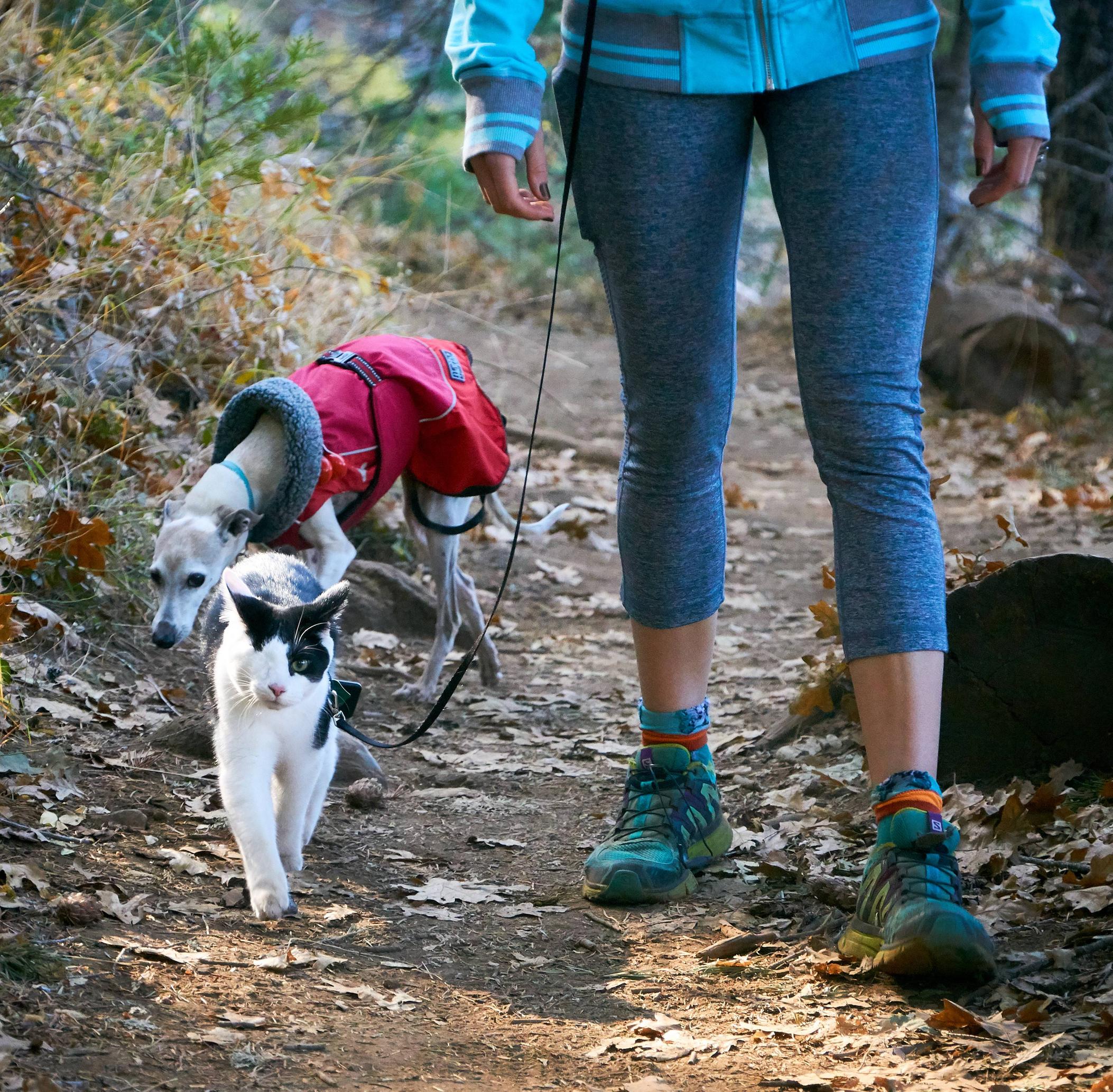 We set a new PR yesterday 5 continuous miles, which is like like 40 kitten miles. Though the pup remains skeptical CA, USA