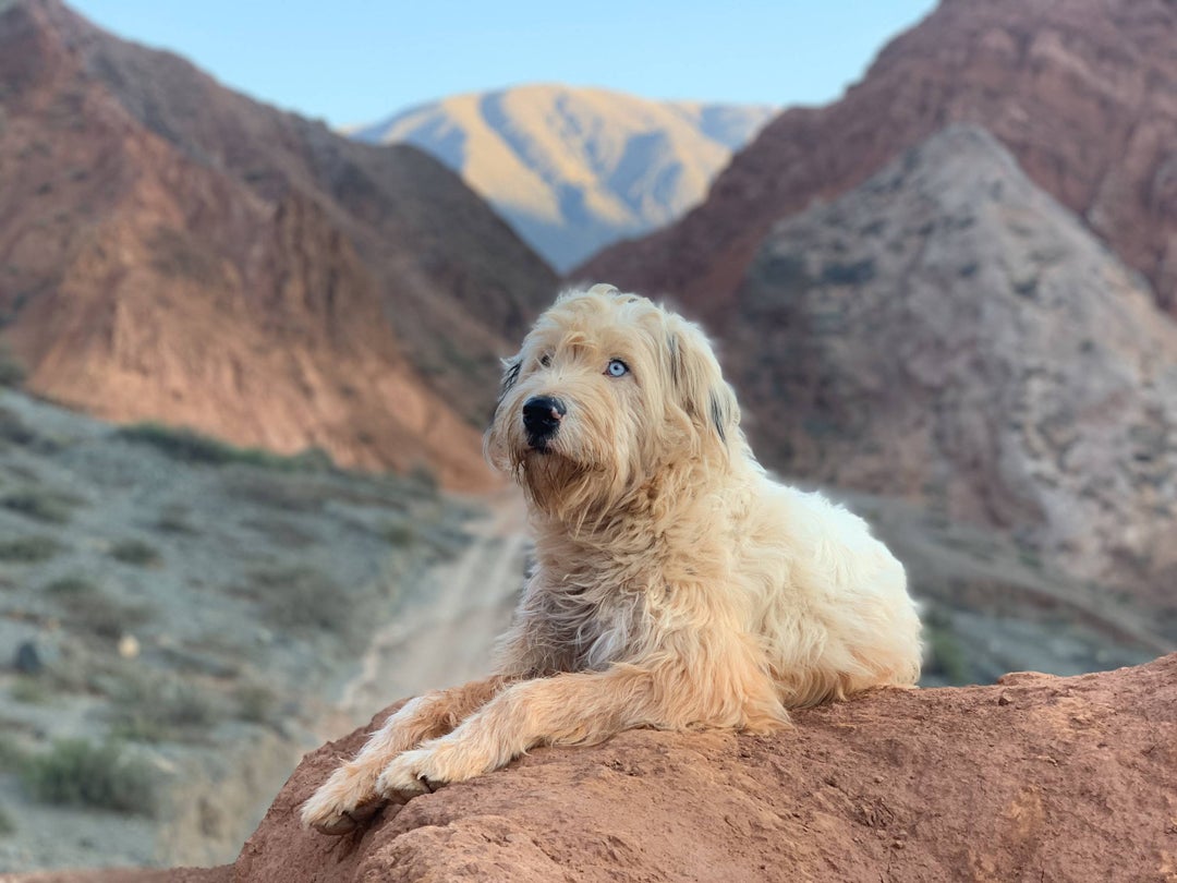 I went on a hike in northern Argentina and this stray tagged along I snapped these pics of him when we took a rest.