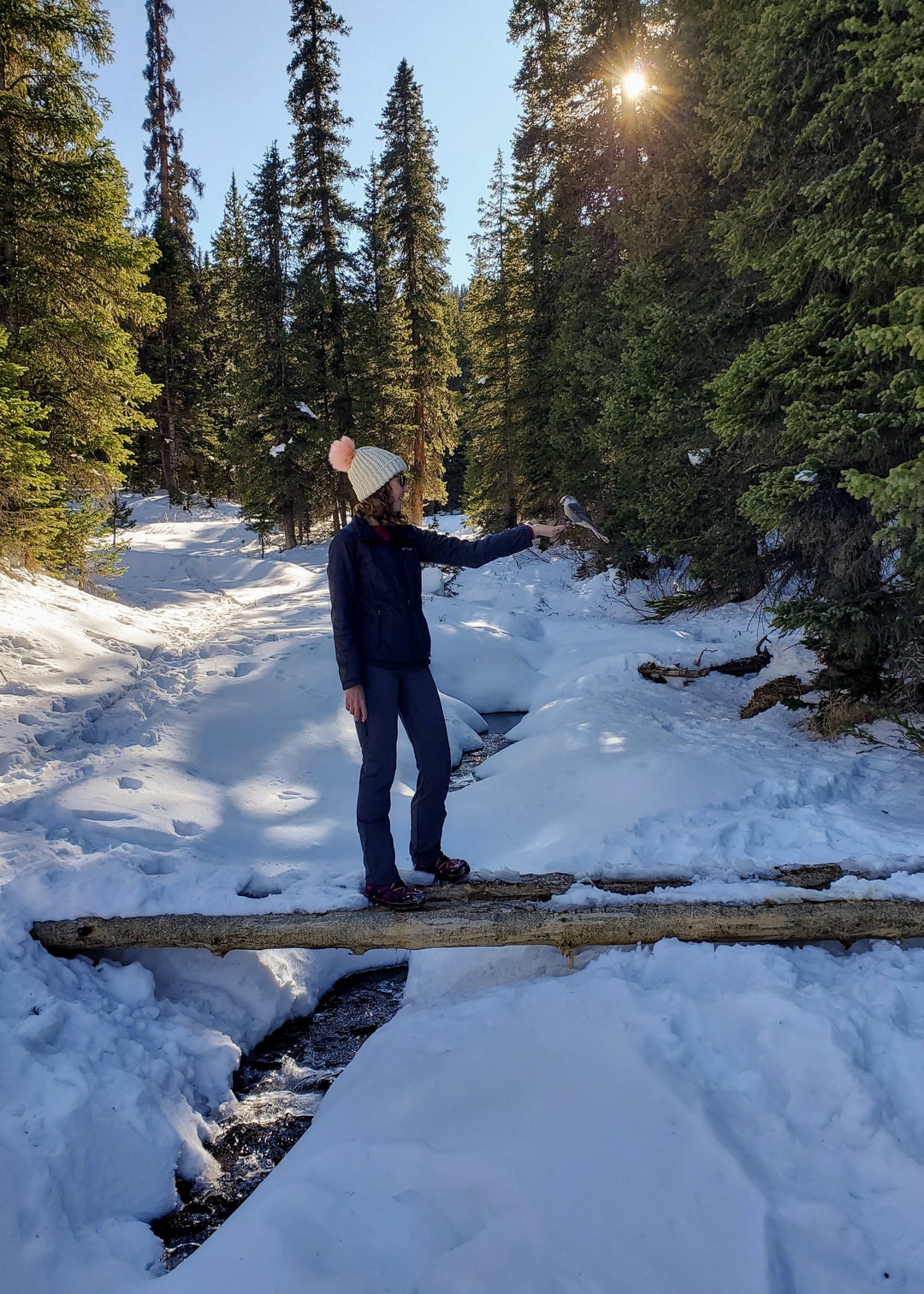 Went for a snow hike and made a new friend Rocky Mountains