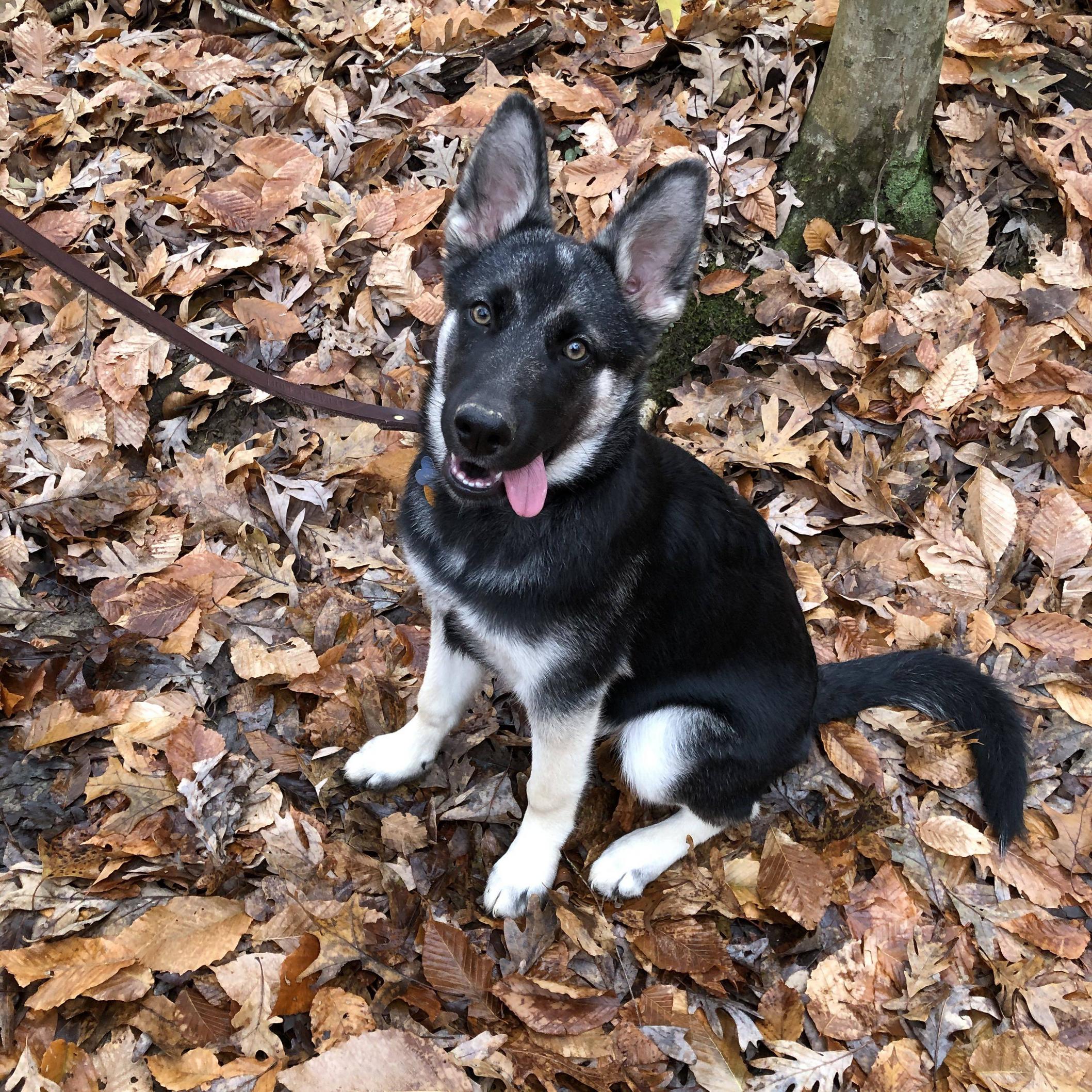 Lyra the GSDHusky had her first long hike yesterday