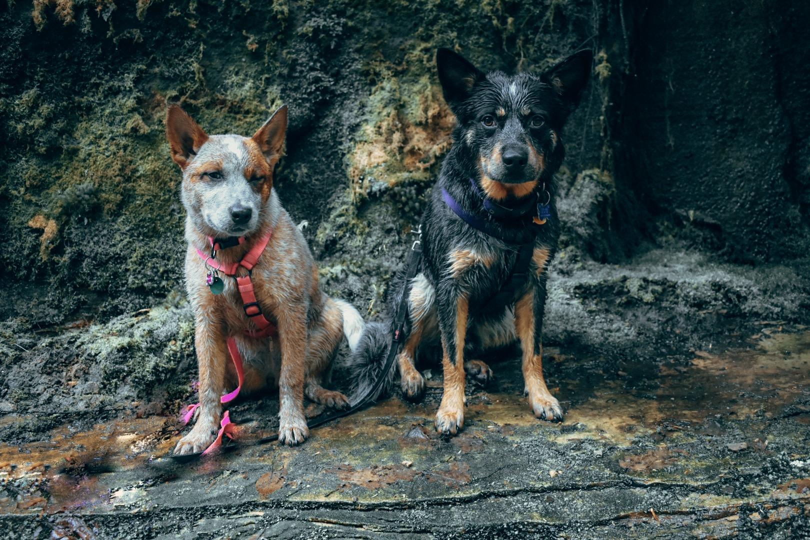 Id rather be hiking with these two than at the office.