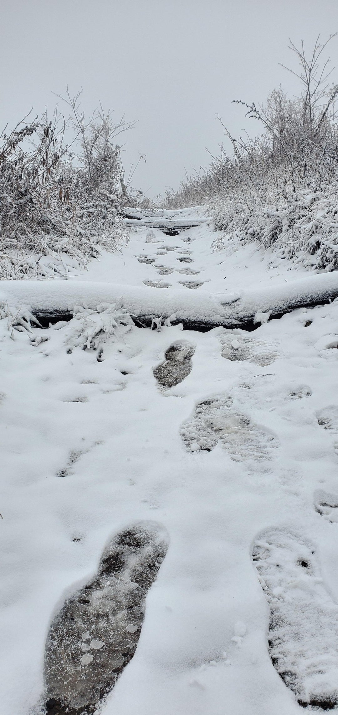 Section Hiked the AT this weekend, Hot Springs to Max Patch, North Carolina. Very Cold