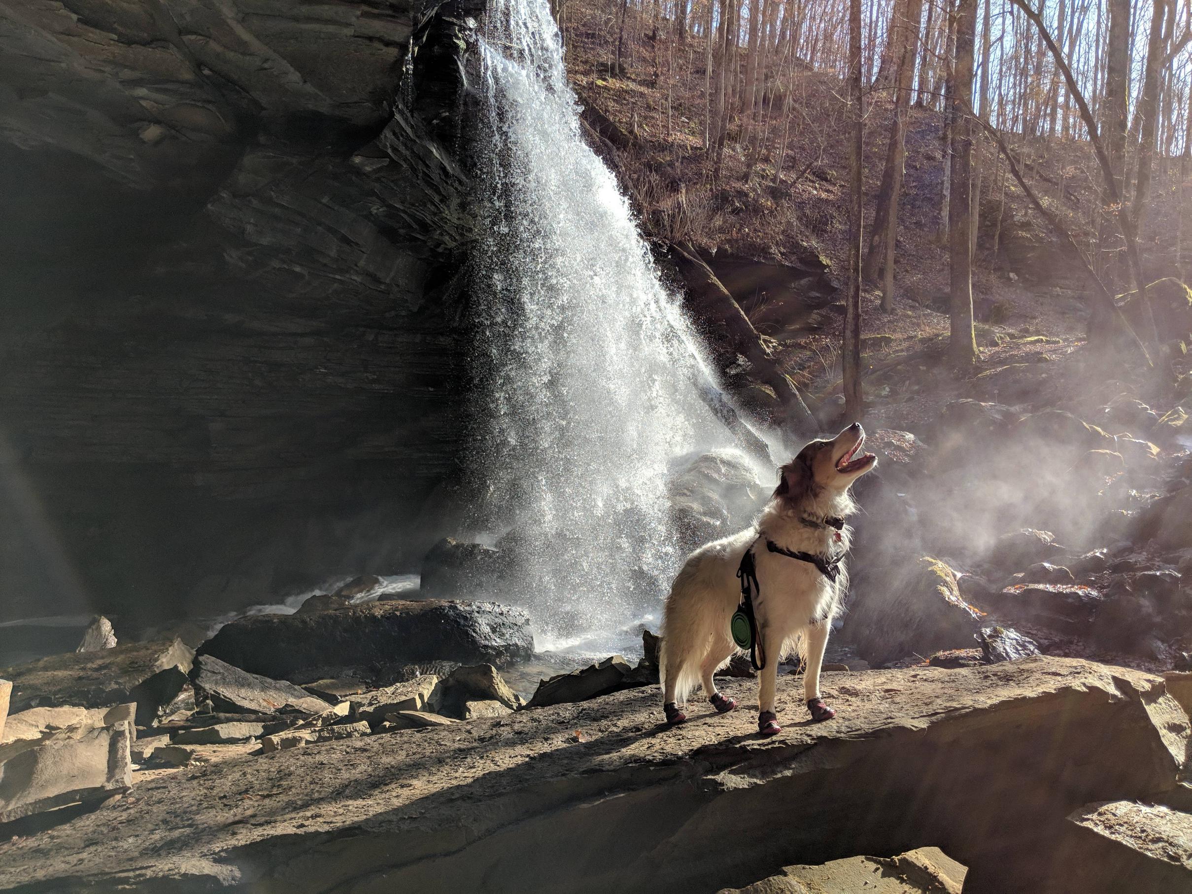 My best friend and hiking pal, Hendrix.