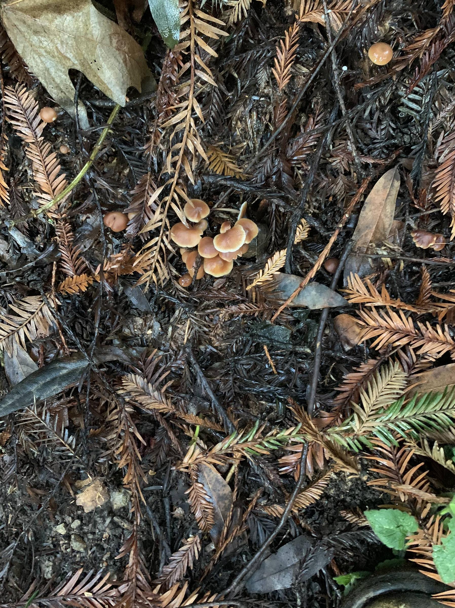 Came across these on my morning hike, can someone chime ID Thanks so much