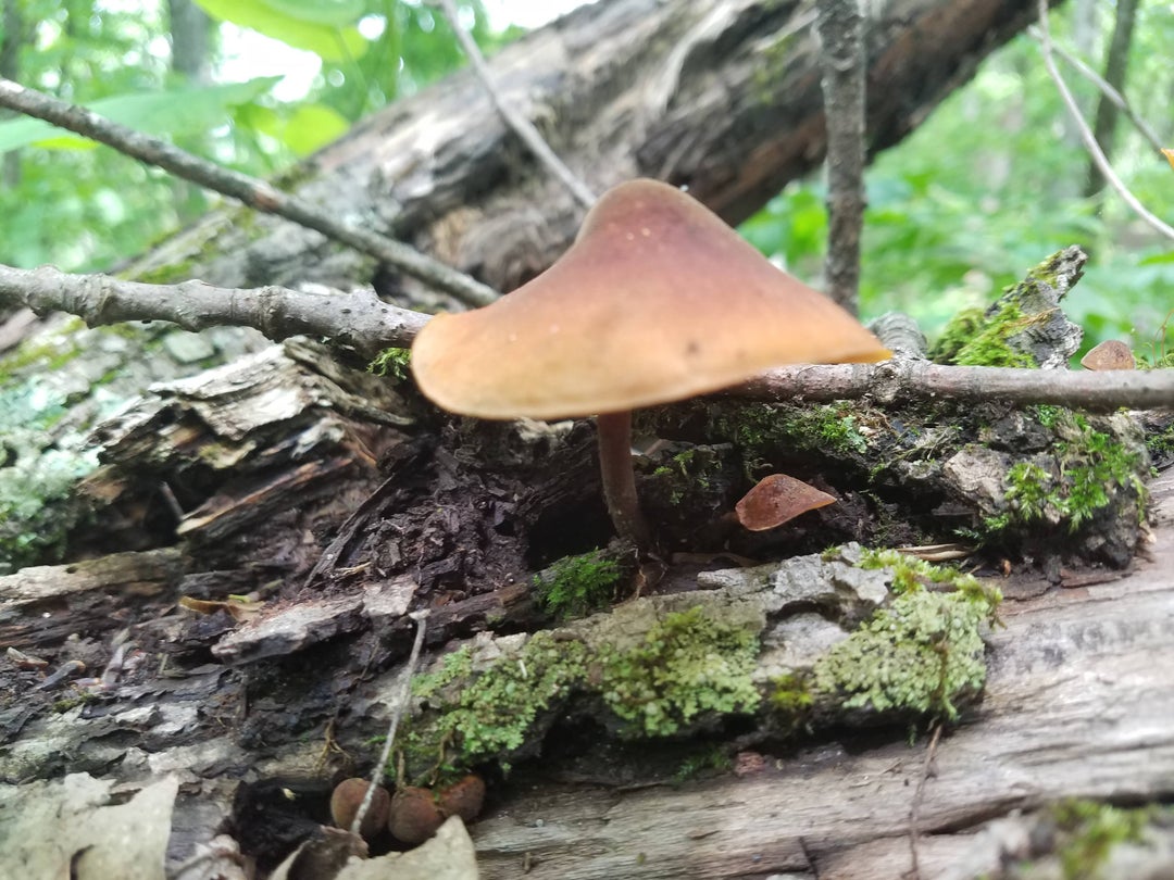 I found so many mushrooms while hiking the Appalachian trail