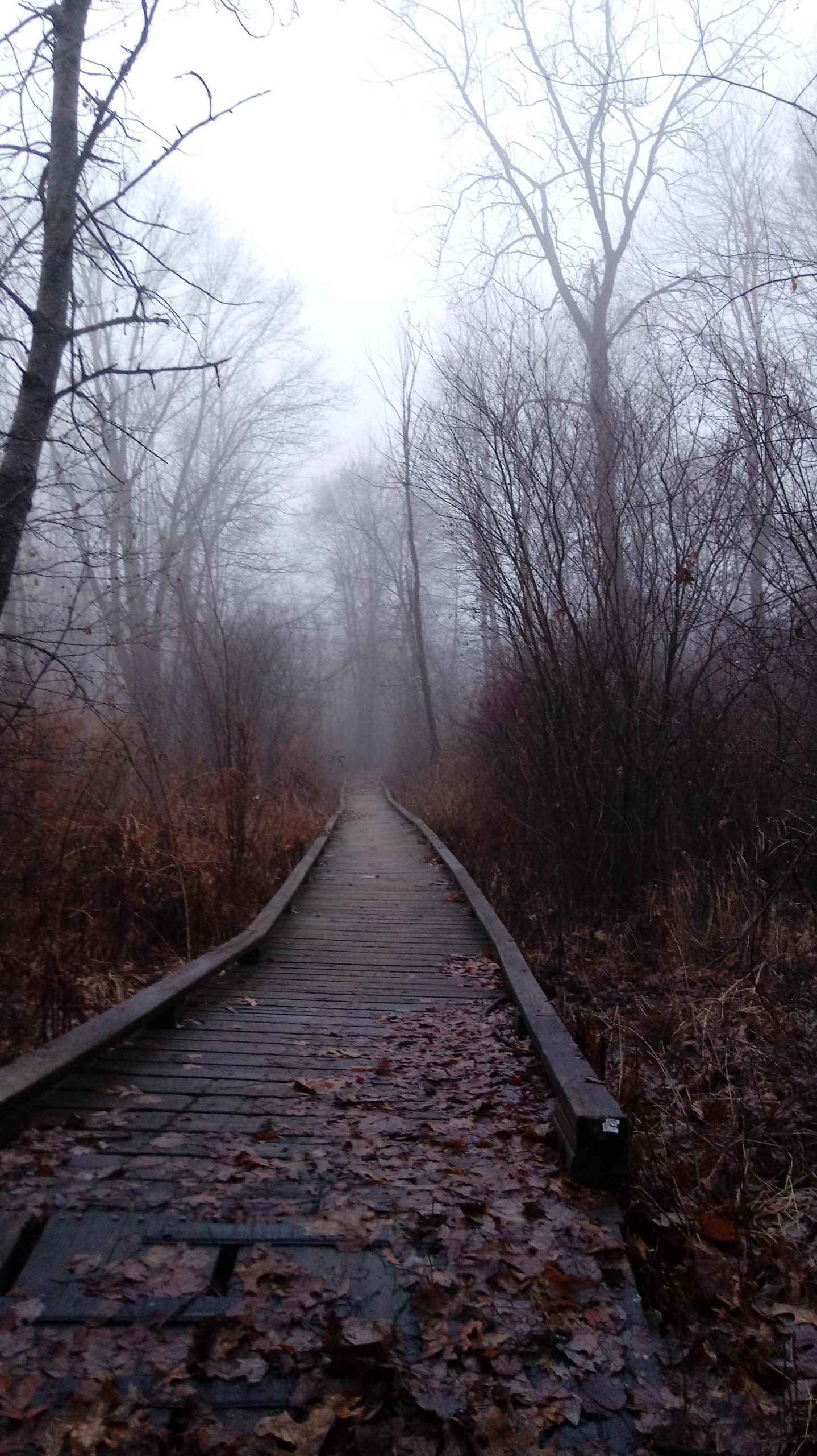 Hiking the Pickney-Waterloo trail on a foggy day