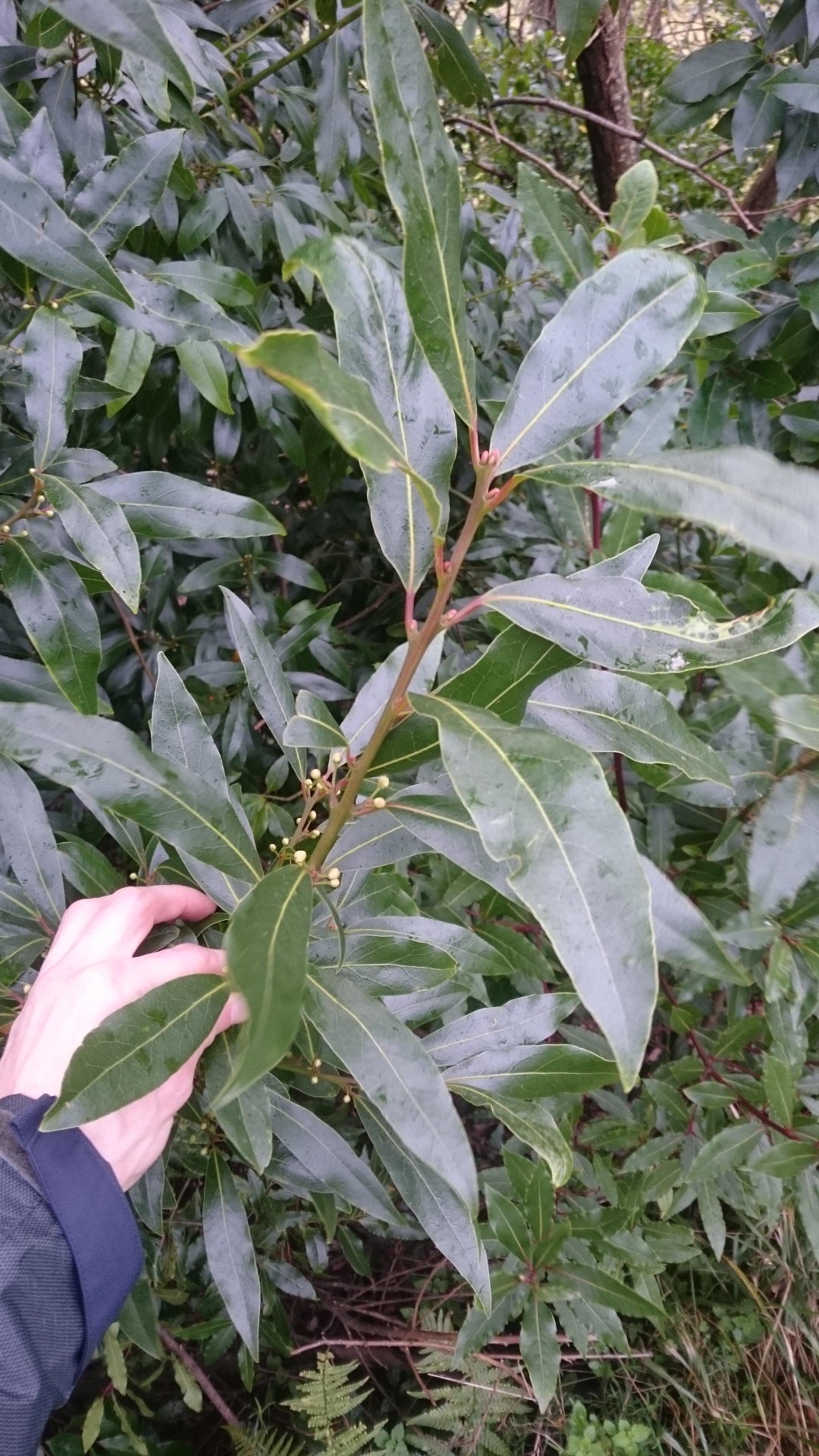 Anyone have an ID for these trees I found on a hike. Galicia, Northern spain.