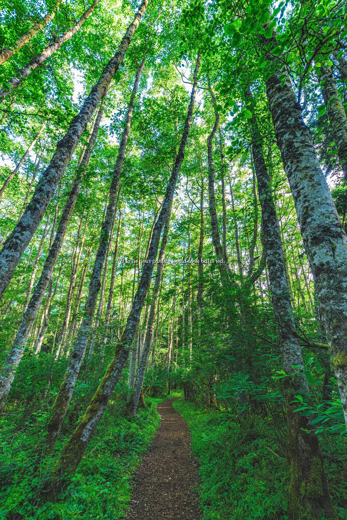 Hiking in the morning with sounds of the Puget Sound and a forest full of birds at Dungeness National Wildlife Refuge