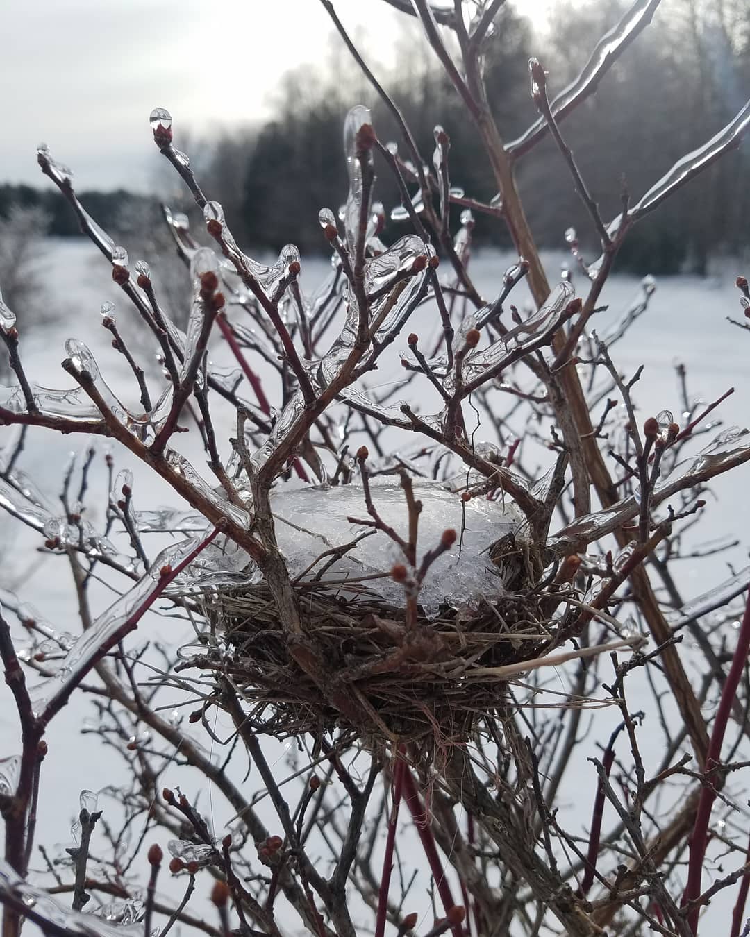 Icy birds nest at Ricketts glen state park birdnest icybirdnest icy outdoors nature naturephot…