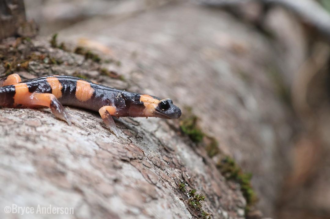 Take a gander at this mander Here is a healthy large blotched ensatina Ensatina Eschscholtzii Klau…