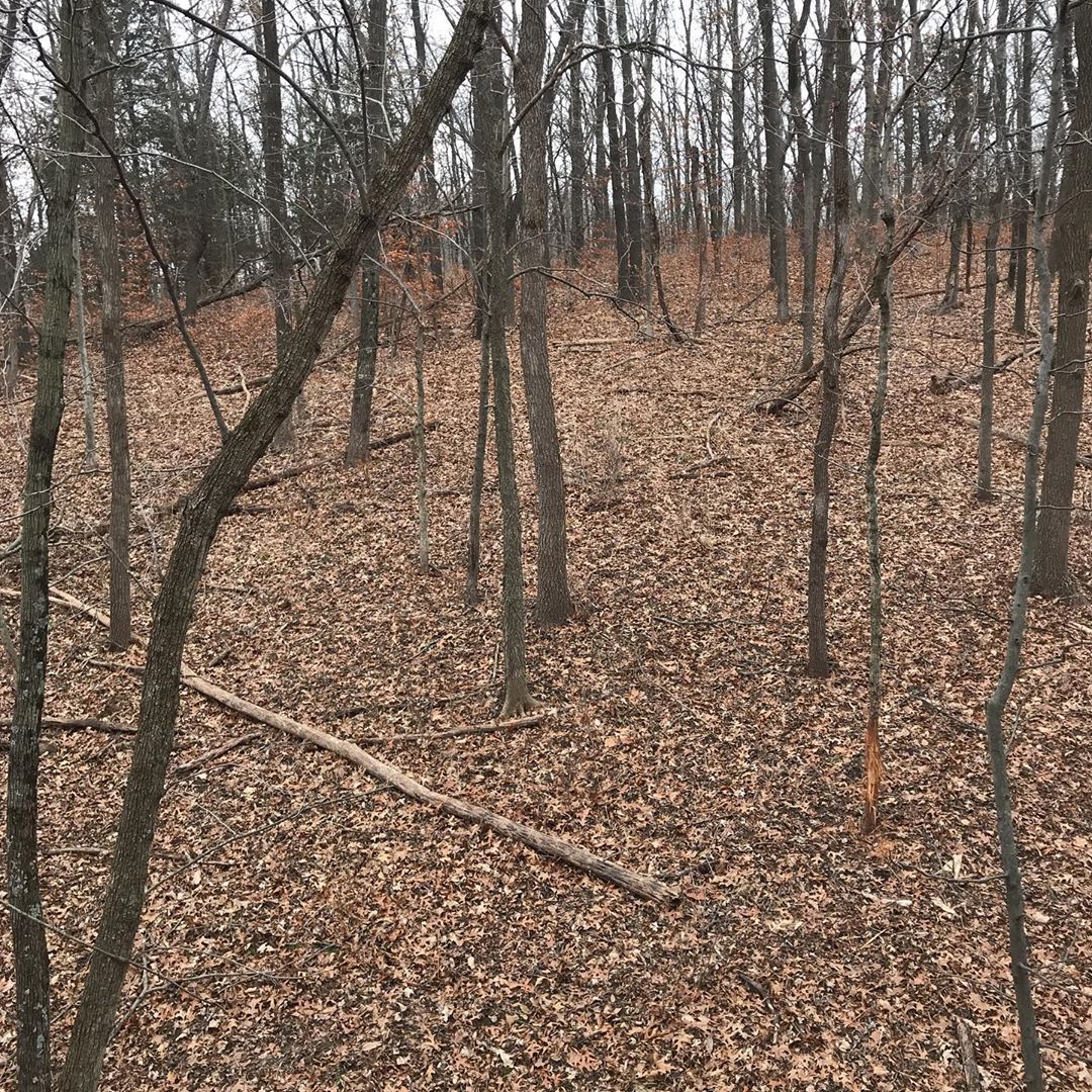 Can you spot the rub Hoping that big guy comes back tonight……deerhunting hunting deer …