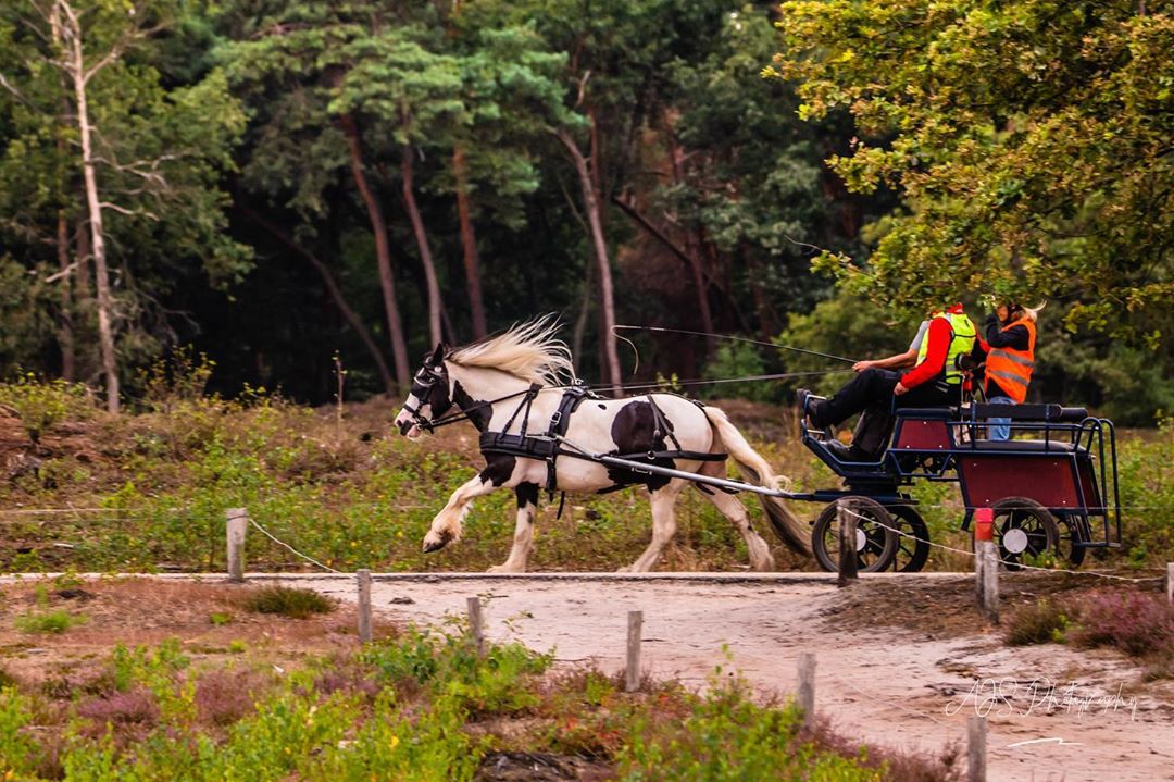 Giddy up goooo …..–catch_hollandgeldersestreken visitgelderland ig_discover_gelderland …