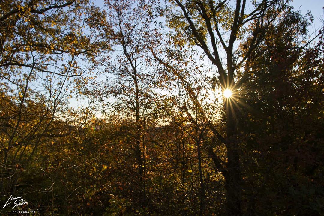 Sun tree small aperture – Sand Gapimissfall arkansasfall2019 fall fallleaves autumn autum…