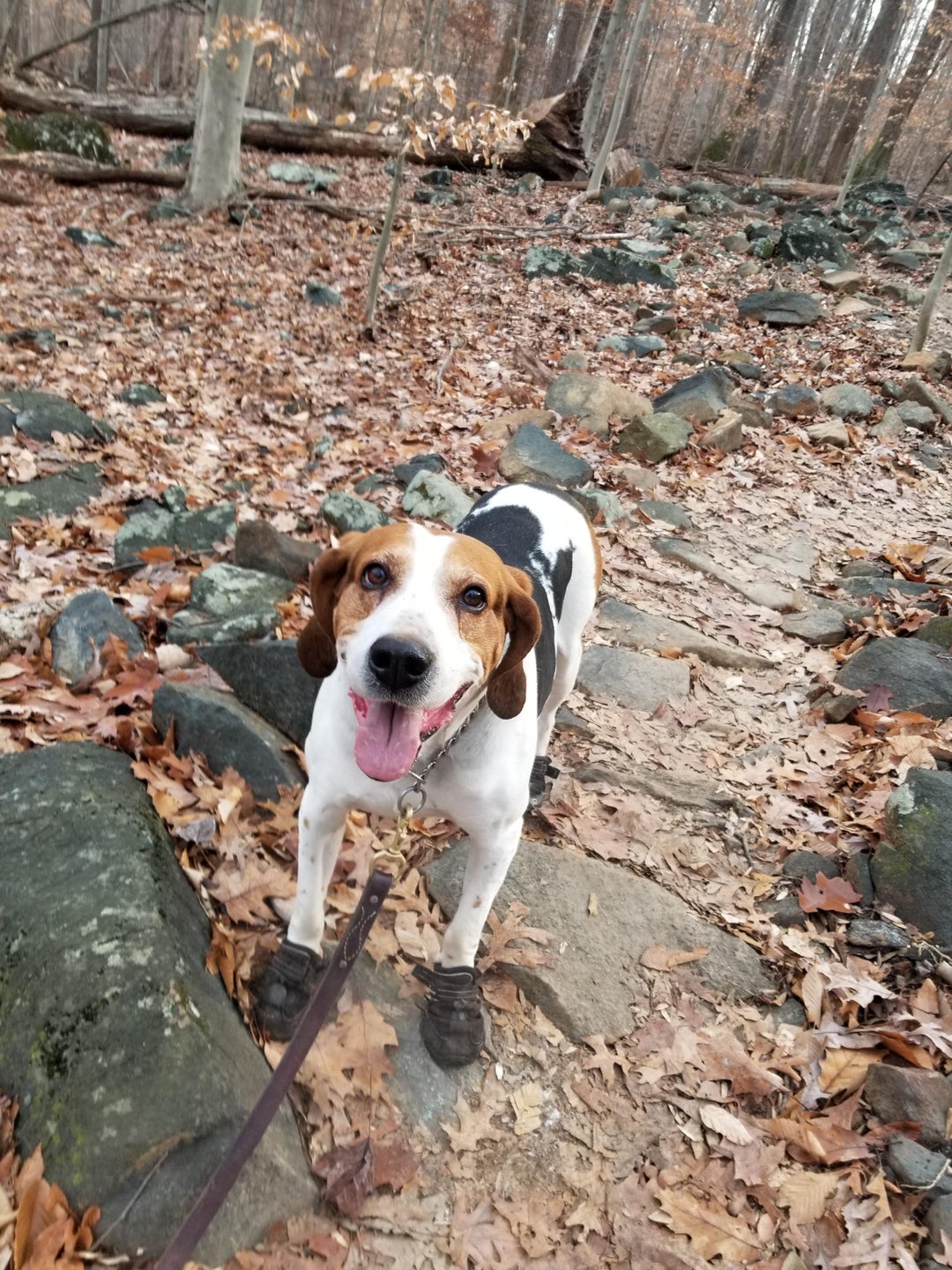 Enjoying his Christmas hike in Maryland.