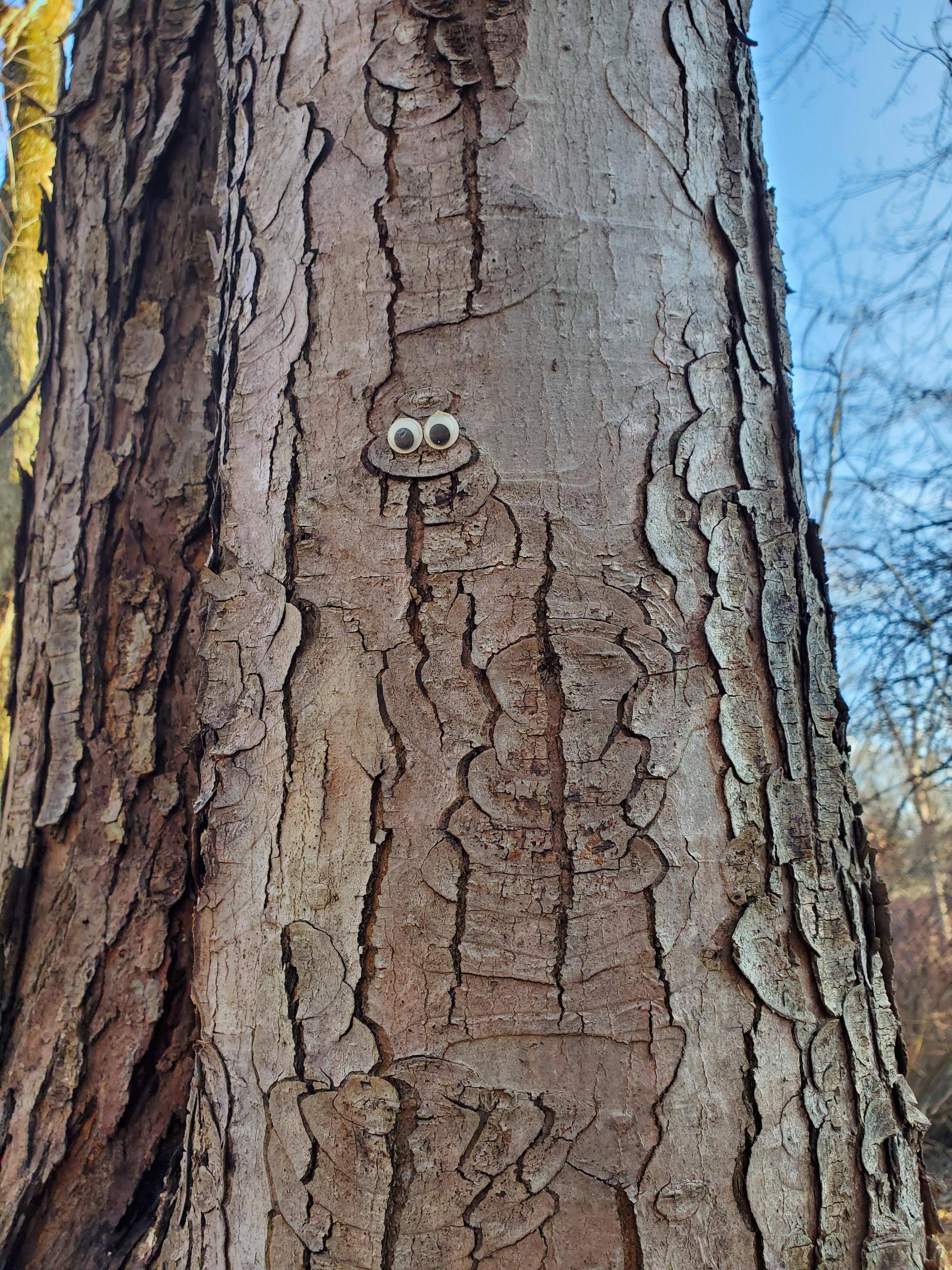 Surprised by this tree on my hike this morning.