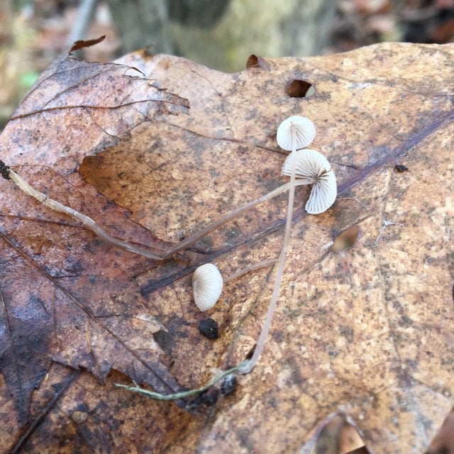 Found these little guys in Ohio on a 40 degree hike Fungus is among us and its soooo amazing