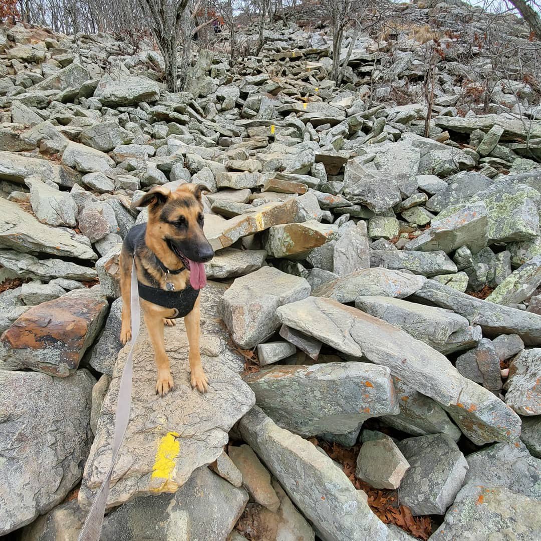 Took Morty hiking this past weekend. Very proud of him for making it up all these rocks