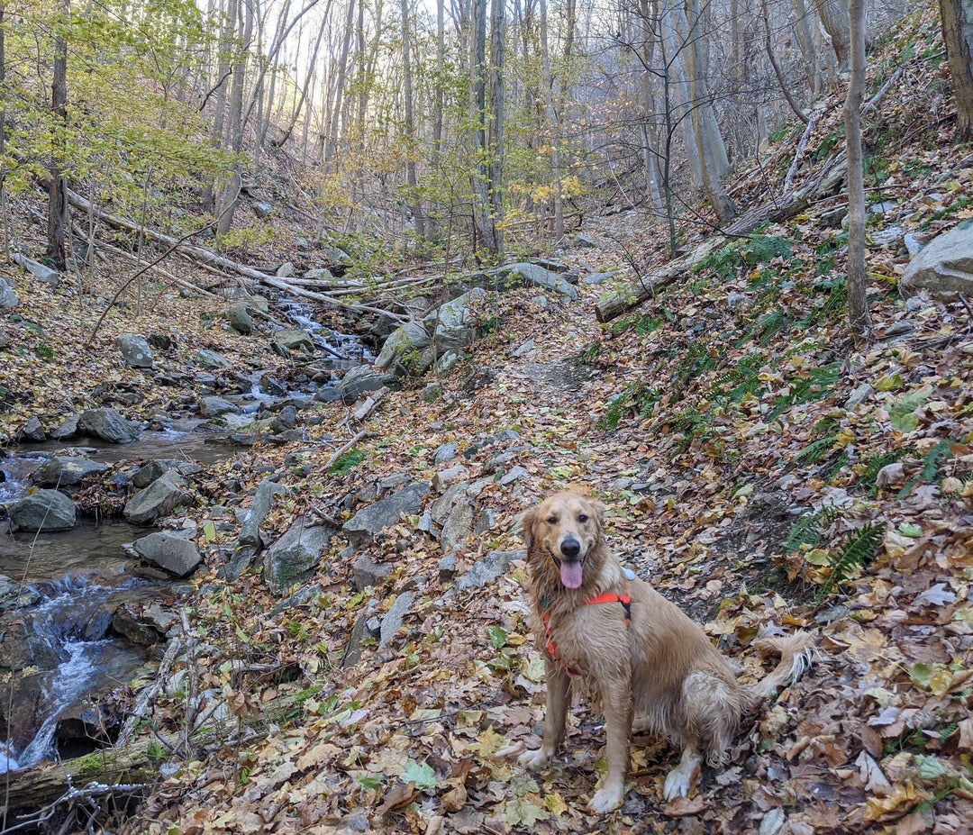 Naga loves a good hike