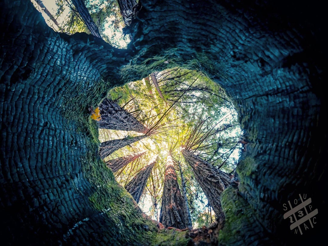 Shooting up out of the remains of a burnt redwood to see its descendents rising up around it, The Forest of Nisene Marks, CA, USA