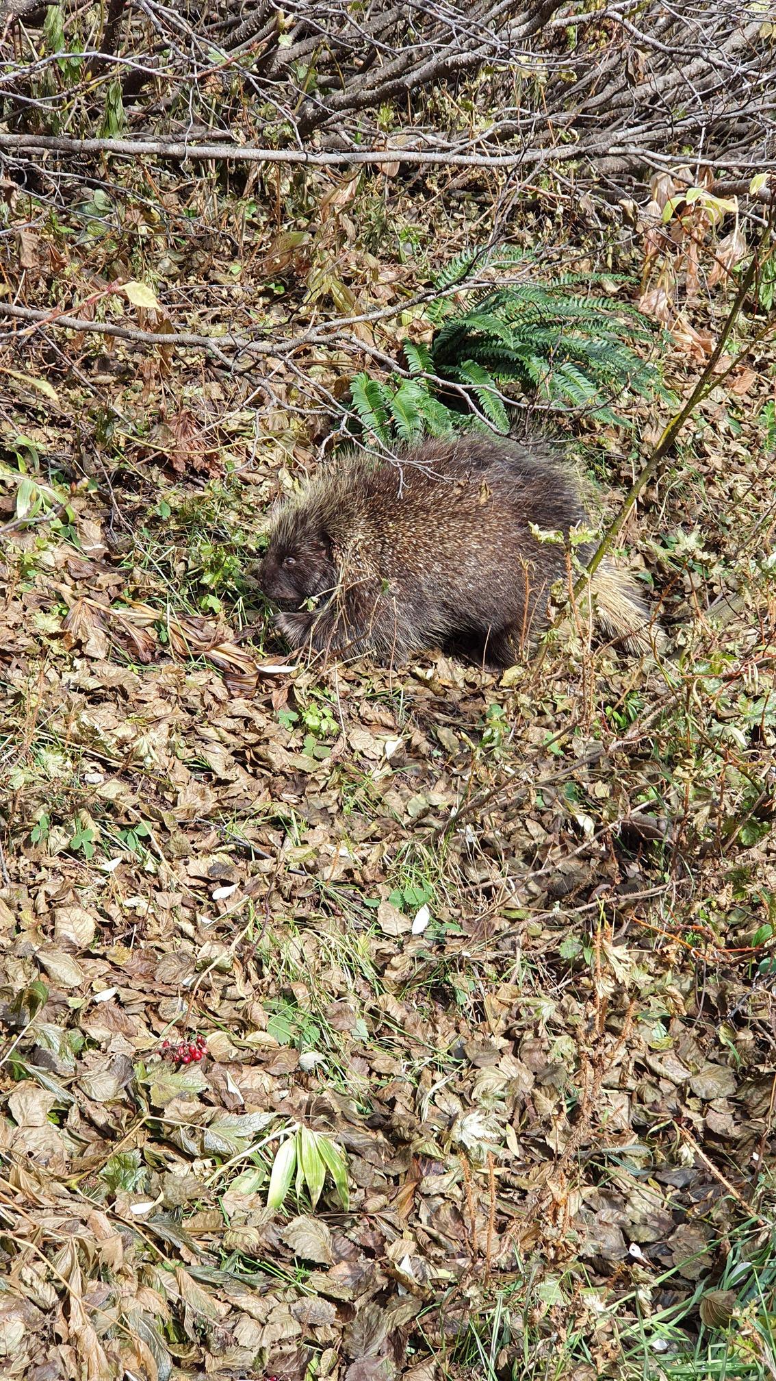 This Guy Walked Across Our Trail, Lake Louise, Alberta, Canada