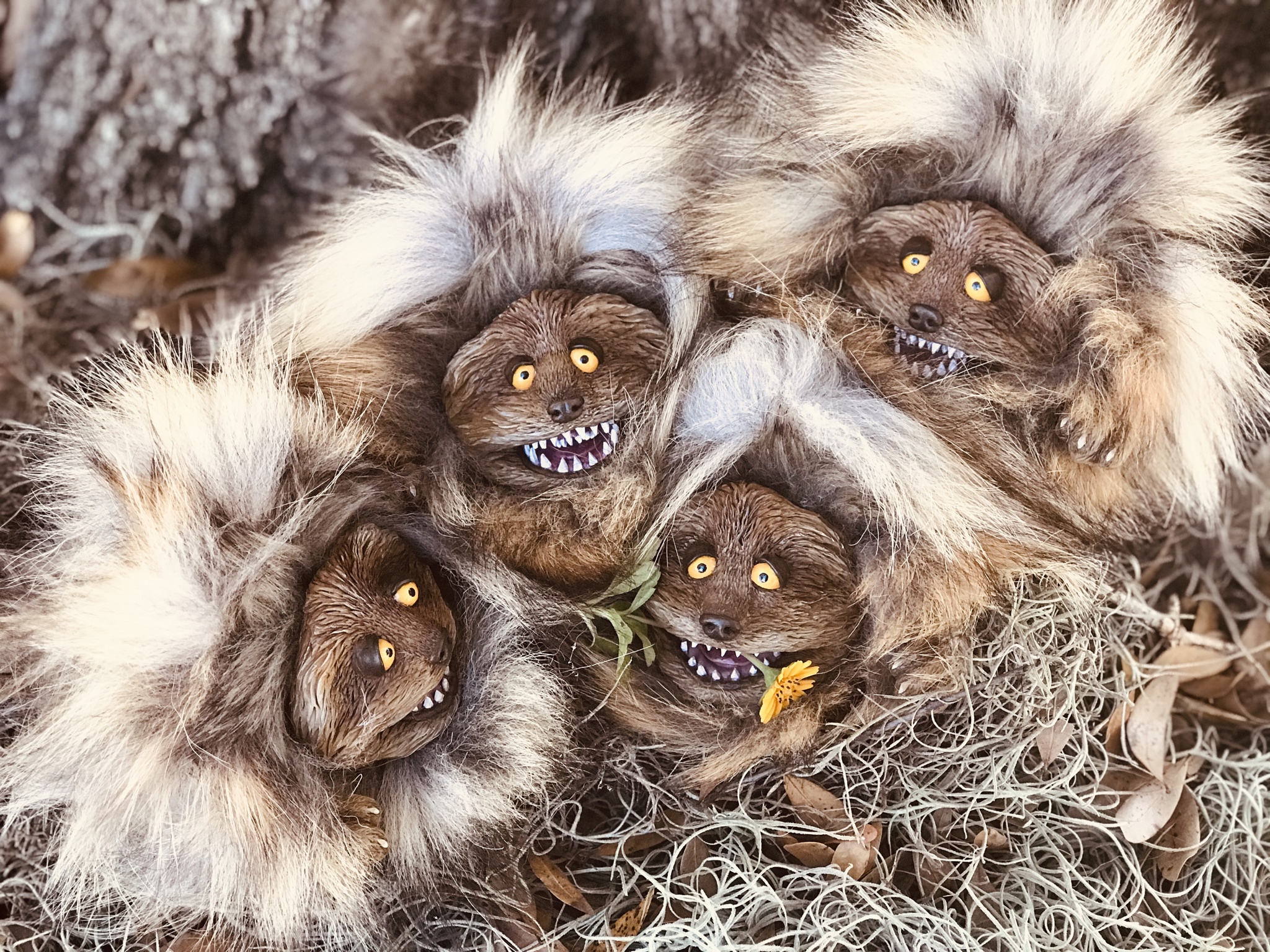 Photo of a nest of Fizzgigs I came across on a recent hike