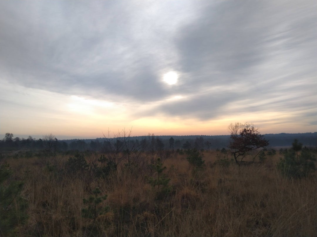 Bleak sun over a heath field – Hoenderloo, Gelderland, Netherlands