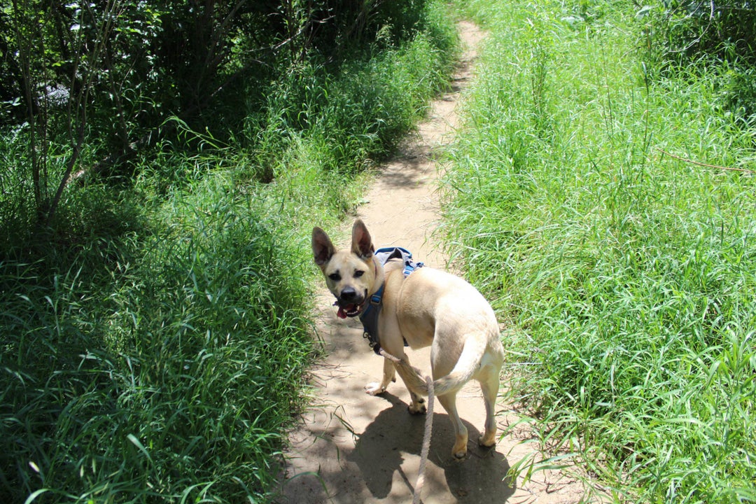 Thinking about hikes in the summer time with Comet the Carolina-Shepherd