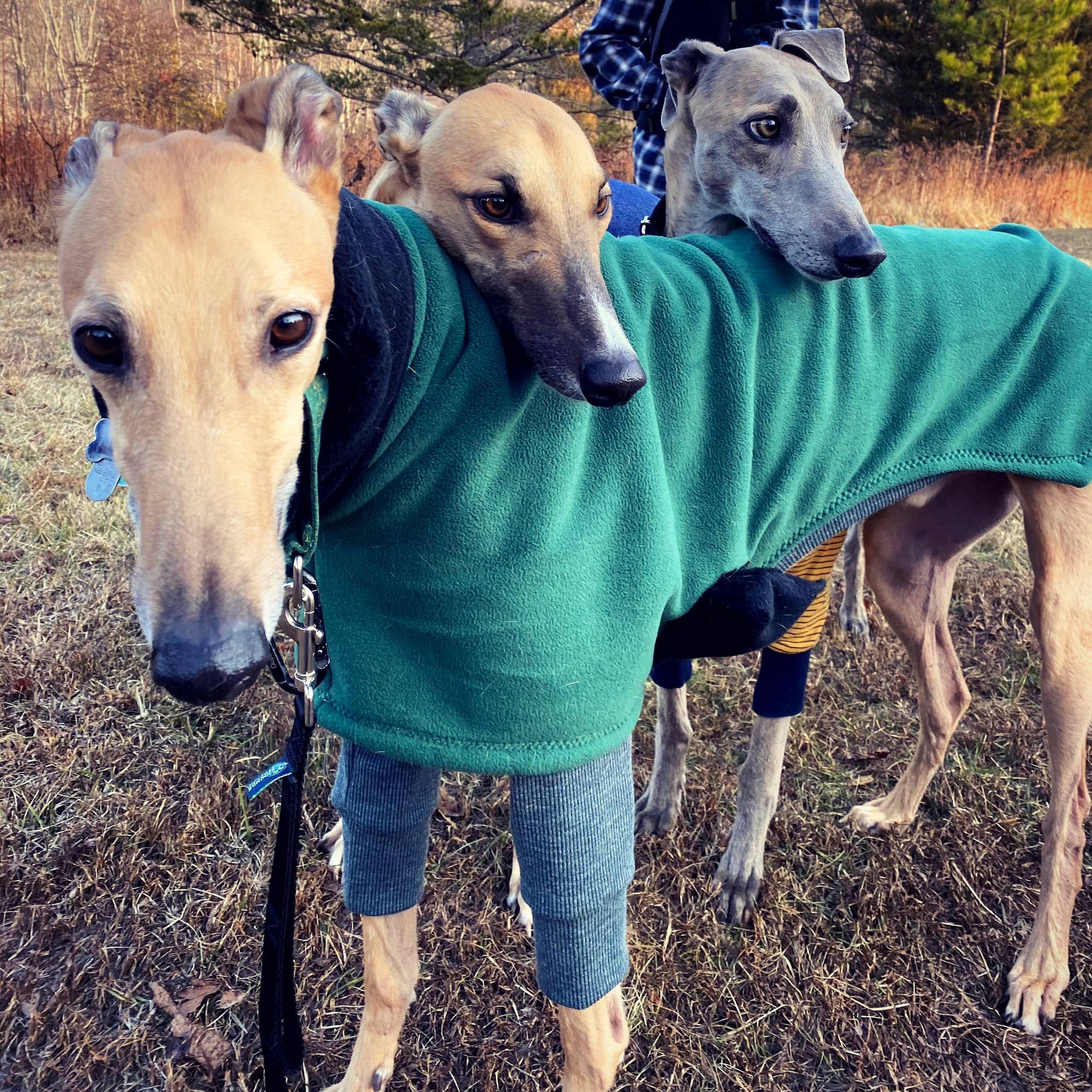 Group photo of some greyt friends on a hike today