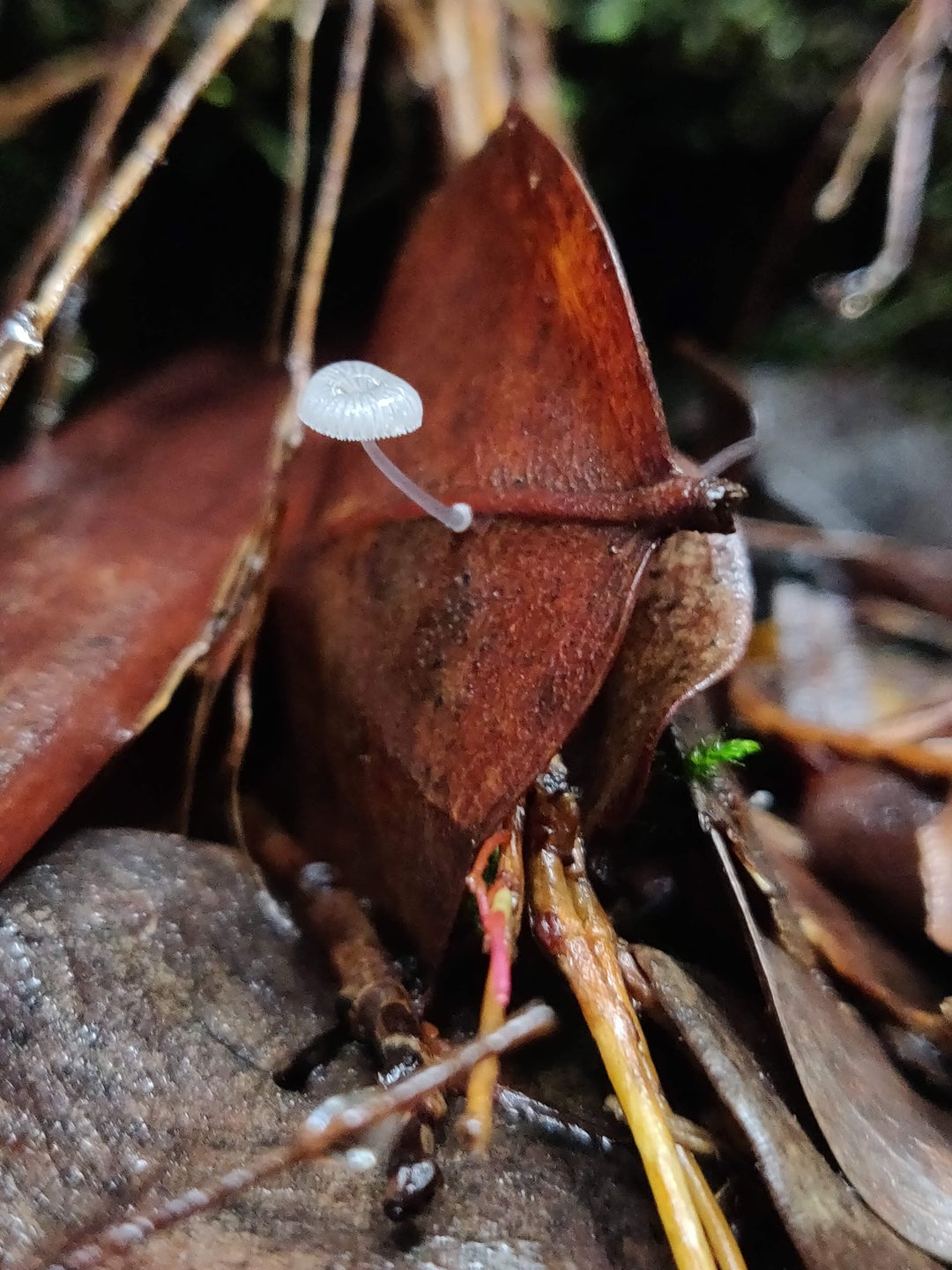 Some finds from a jungle hike in Volcano Hawaii