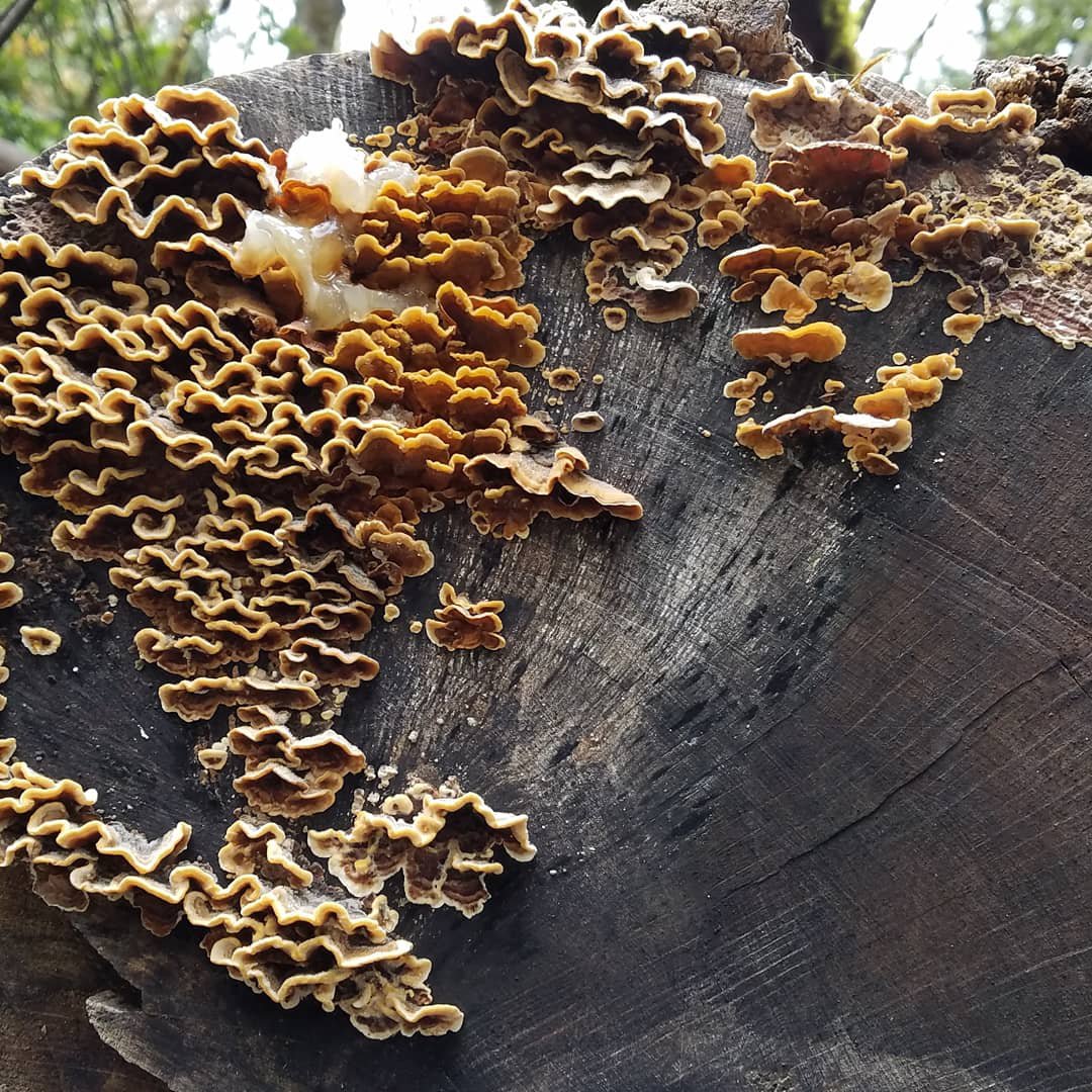 Went hiking in northen california today and found these. Not sure what they are.