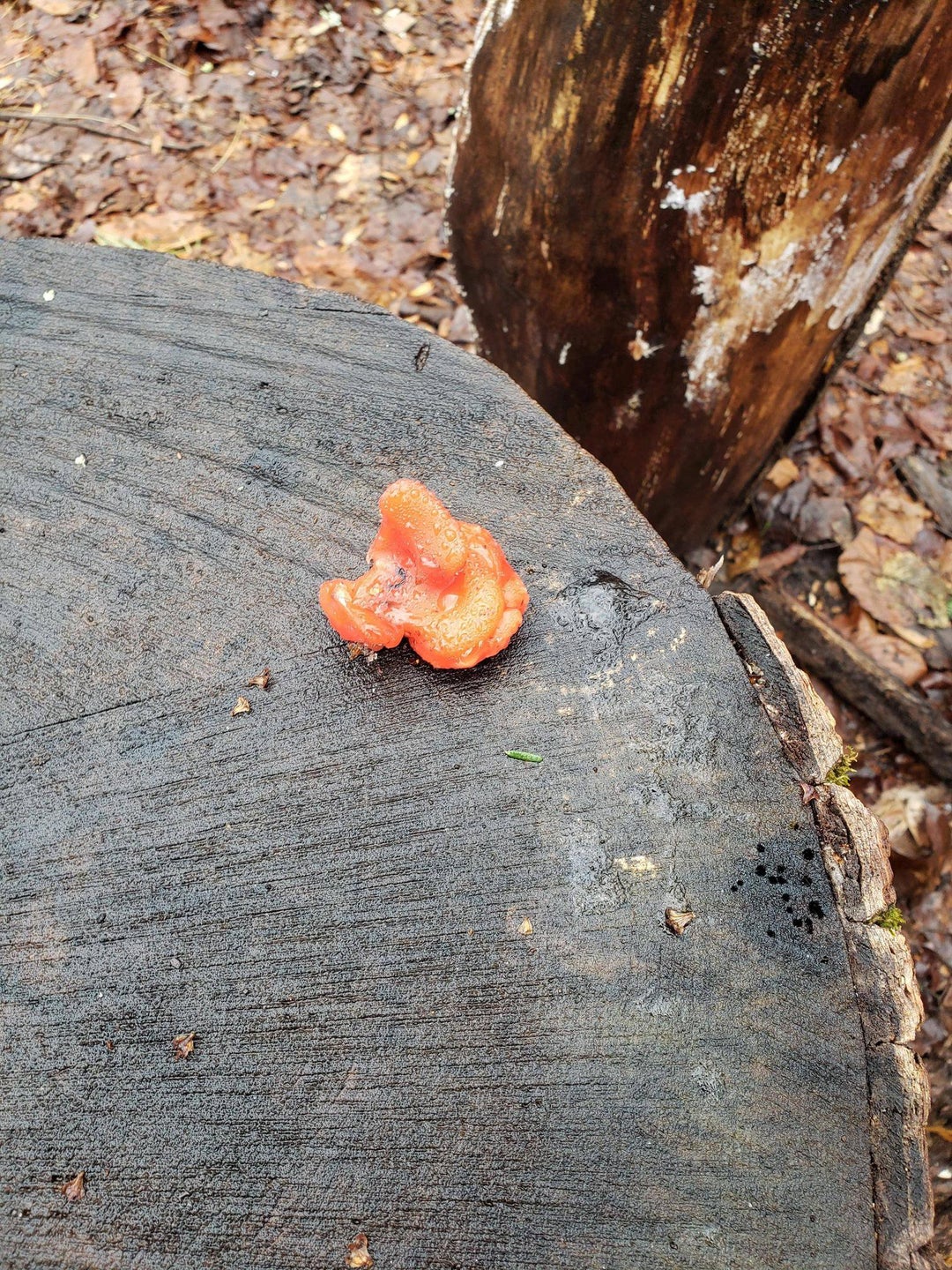 Found this while hiking in New Jersey. Is this even a fungi