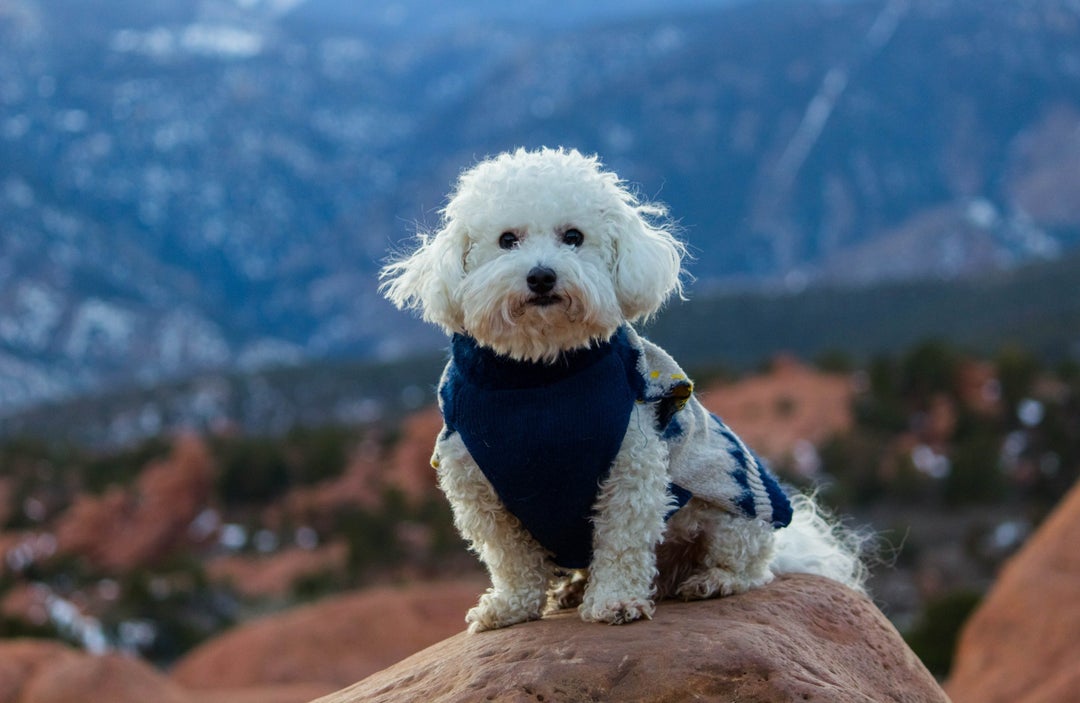 This is Benson. He likes to hike and sit on rocks.