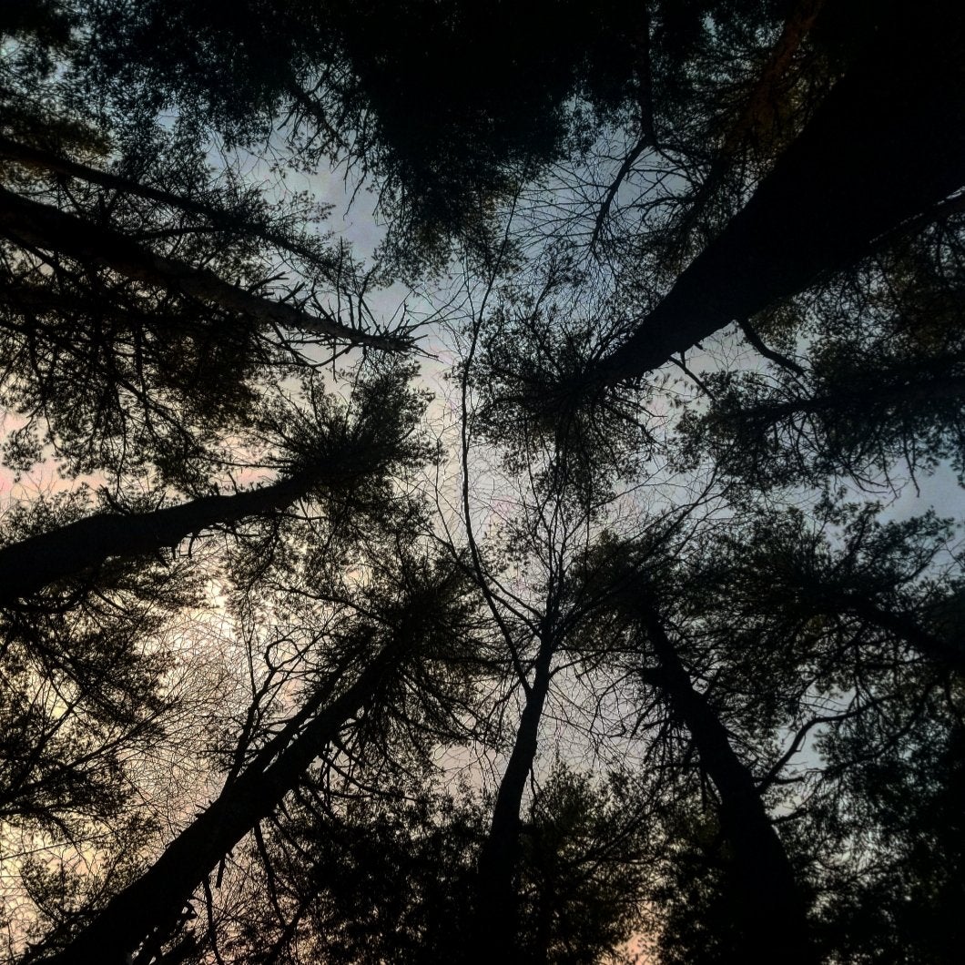 Friendly reminder to take a moment and look up Vaughn Woods State Park, ME, USA