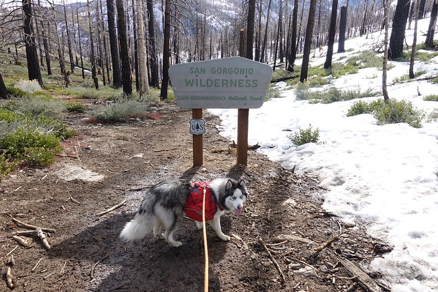 More hiking fun. On the way to Dry Lake- San Gorgonio Wilderness