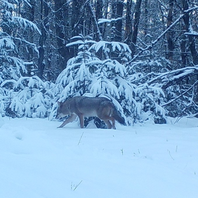 Strong looking coyote. gamecameraartistrywhatsinyourwoodswildlifegamecameratrailcamerabr…