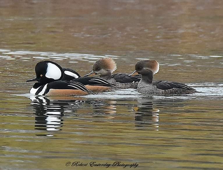 Male and female hooded mergansersbird birds birding picoftheday nature naturephotography pho…