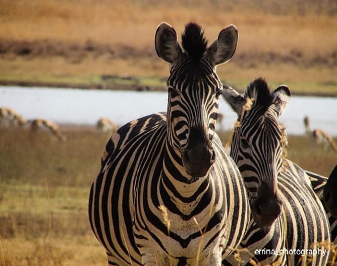 Zebra love…hiking nature mountains travel adventure trekking landscape outdoors nature…