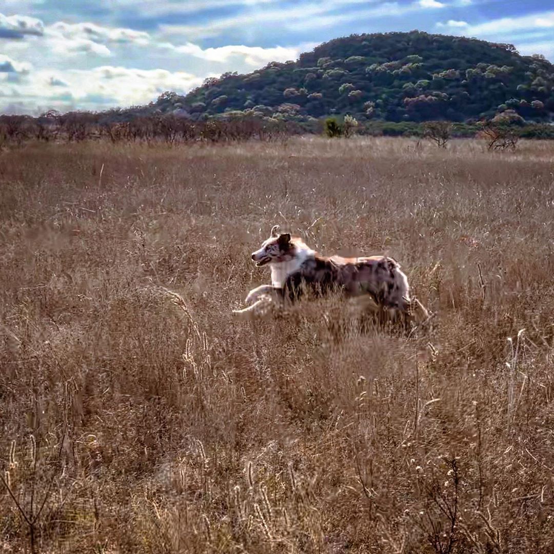 Looking for Friday like.. australianshepherd aussie ausshole redmerle dogsofinstagram dog her…