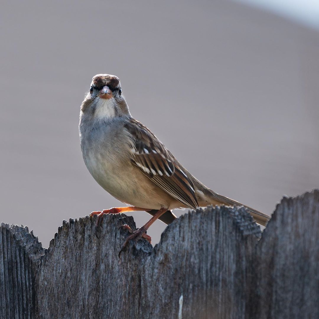 The white-crowned sparrow suddenly senses a photographer in the grass and freezes in place. bird …