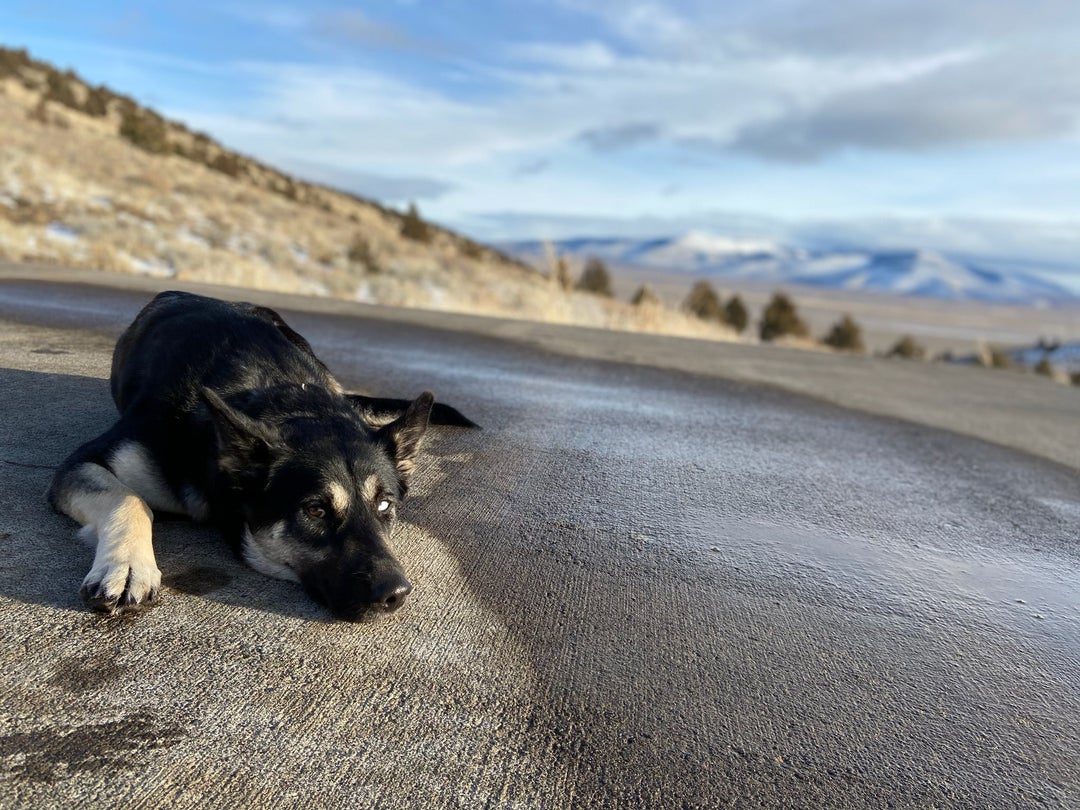 All tuckered out after a hike