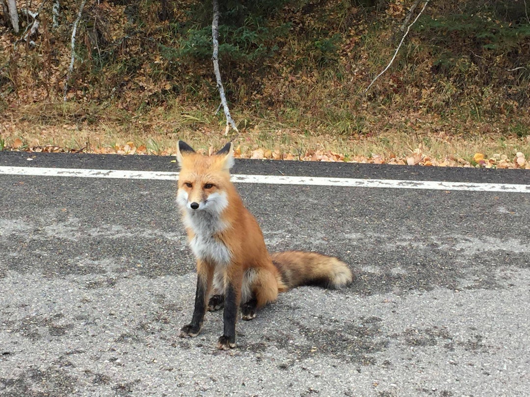 PicsSaw this guy on a way to a hike today. He wasnt shy at all