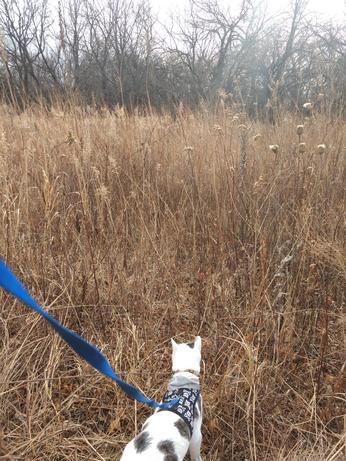 Winter prairie hike with Casimir stroller not pictured