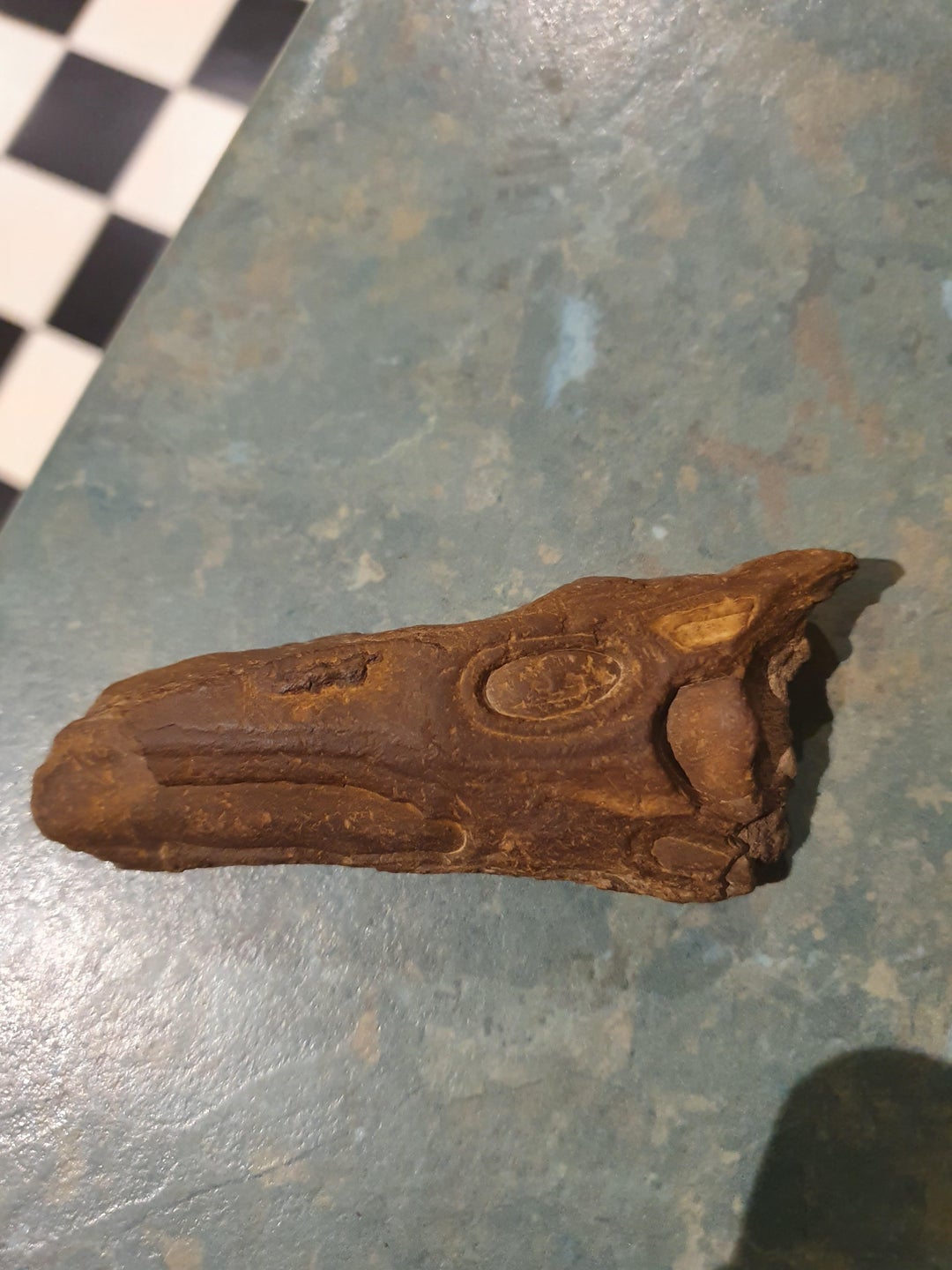 Is this a fossil of some kind Found whilst hiking in rural Victoria, Australia