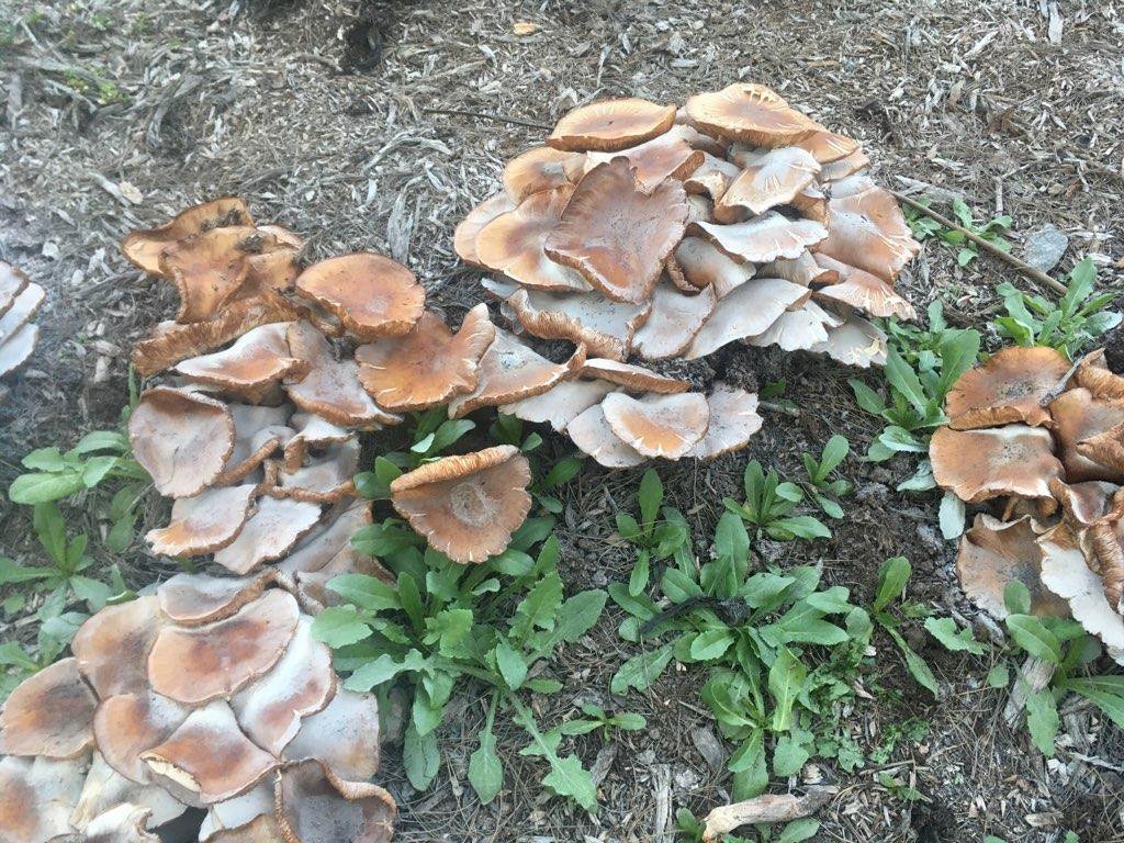 Picked these on a hike in California today. Are they oysters Edible