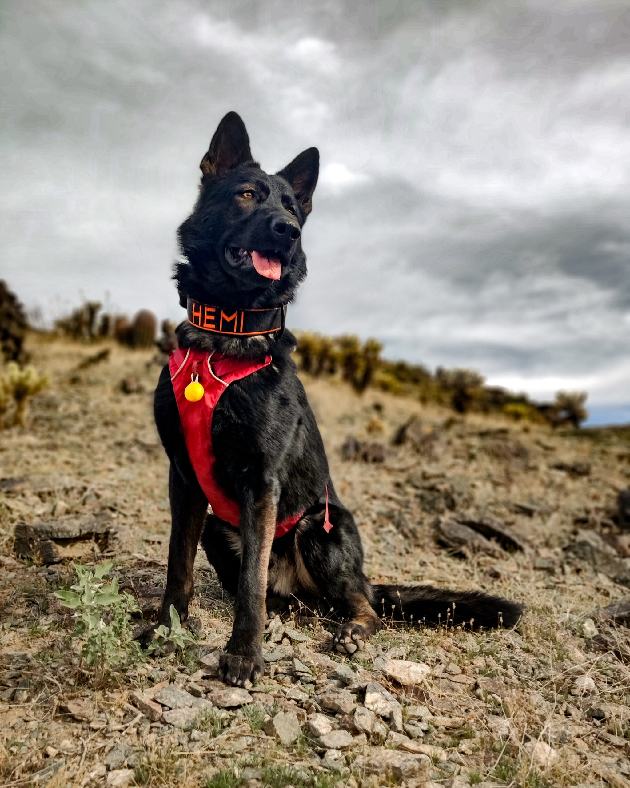 ITAP of my dog on a hike