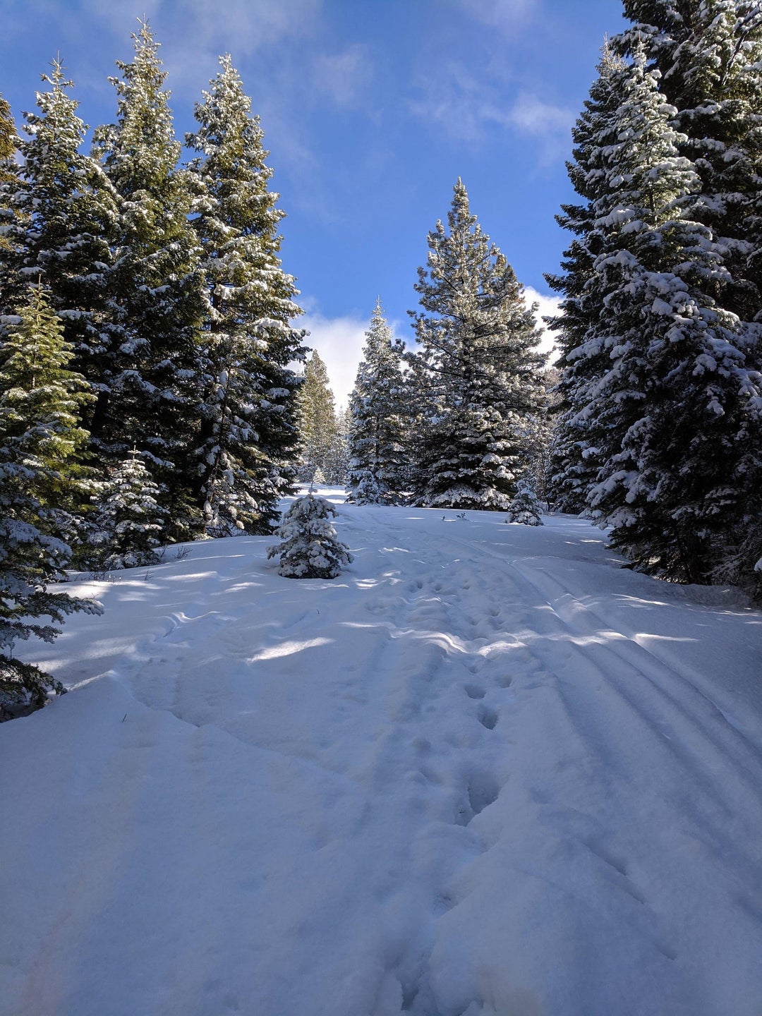 The Exact Moment This Southerner Decided He Needed Snow Shoes. Lake Tahoe, CA, High Meadows Trail