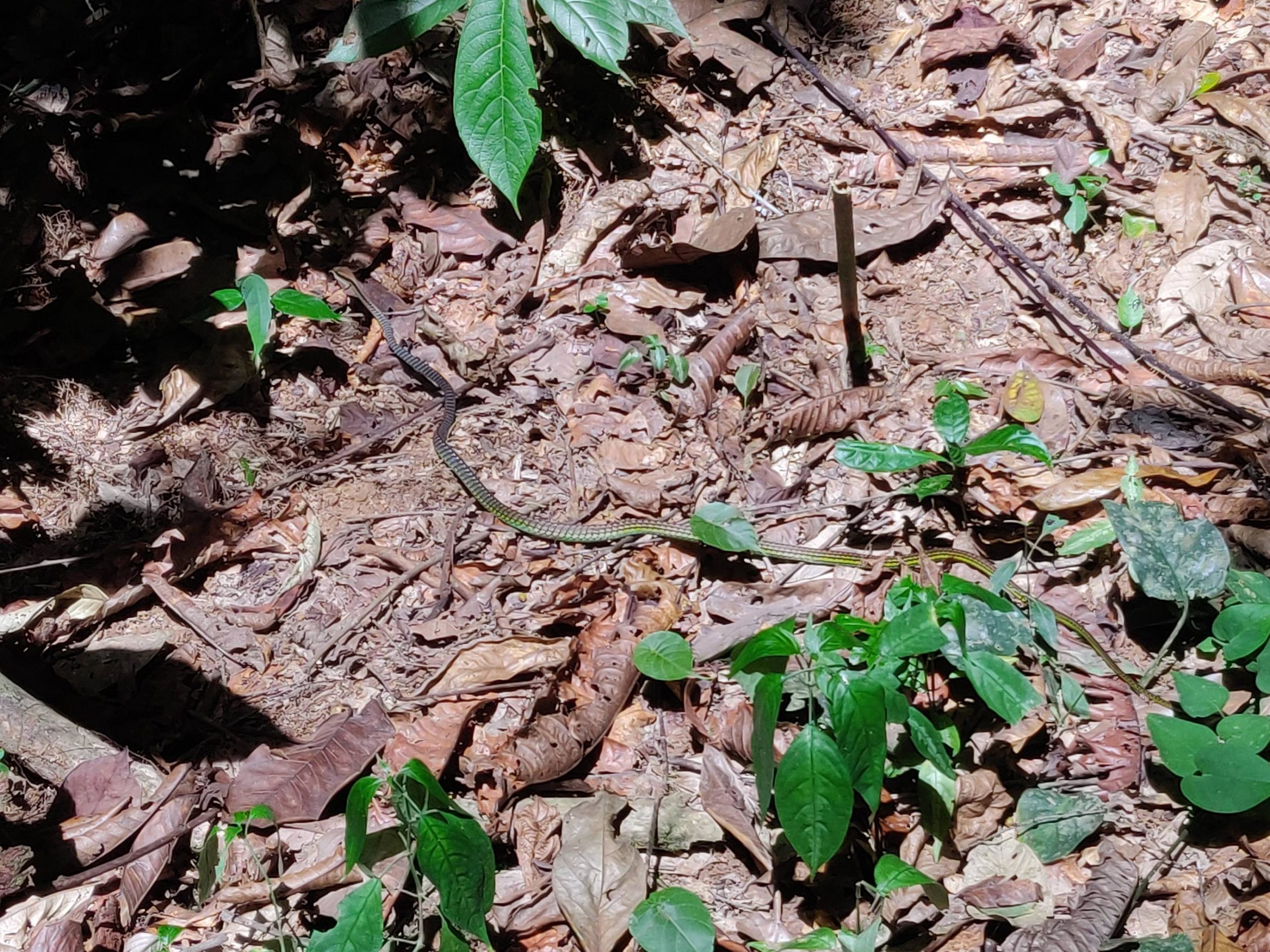 Taman Negara, Malaysia What is this snake, found on hike in Malaysian rainforest. 1.5m long, pretty slender